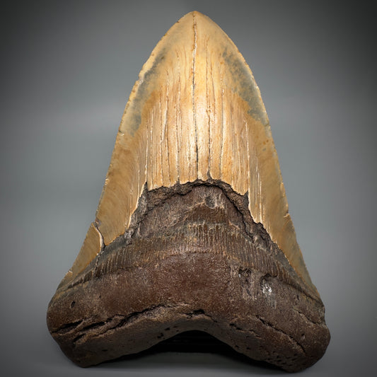 HUGE 6.30" Fossil Megalodon Shark Tooth - Wilmington North Carolina CM5305 - Front
