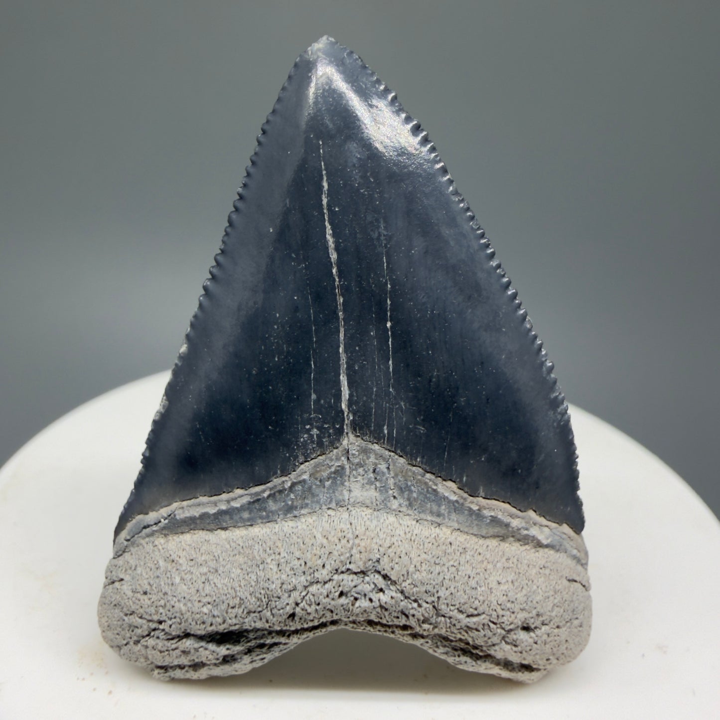 Heart shaped, juvenile 1.82" Fossil Juvenile Megalodon Tooth - Bone Valley, Florida CM5330 - Front