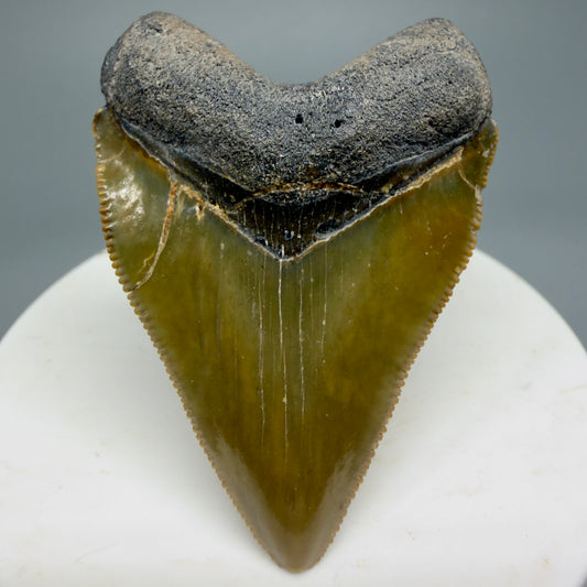 Heart shaped, juvenile 2.03" Fossil Juvenile Megalodon Tooth - Bone Valley, Florida CM5343 - Front