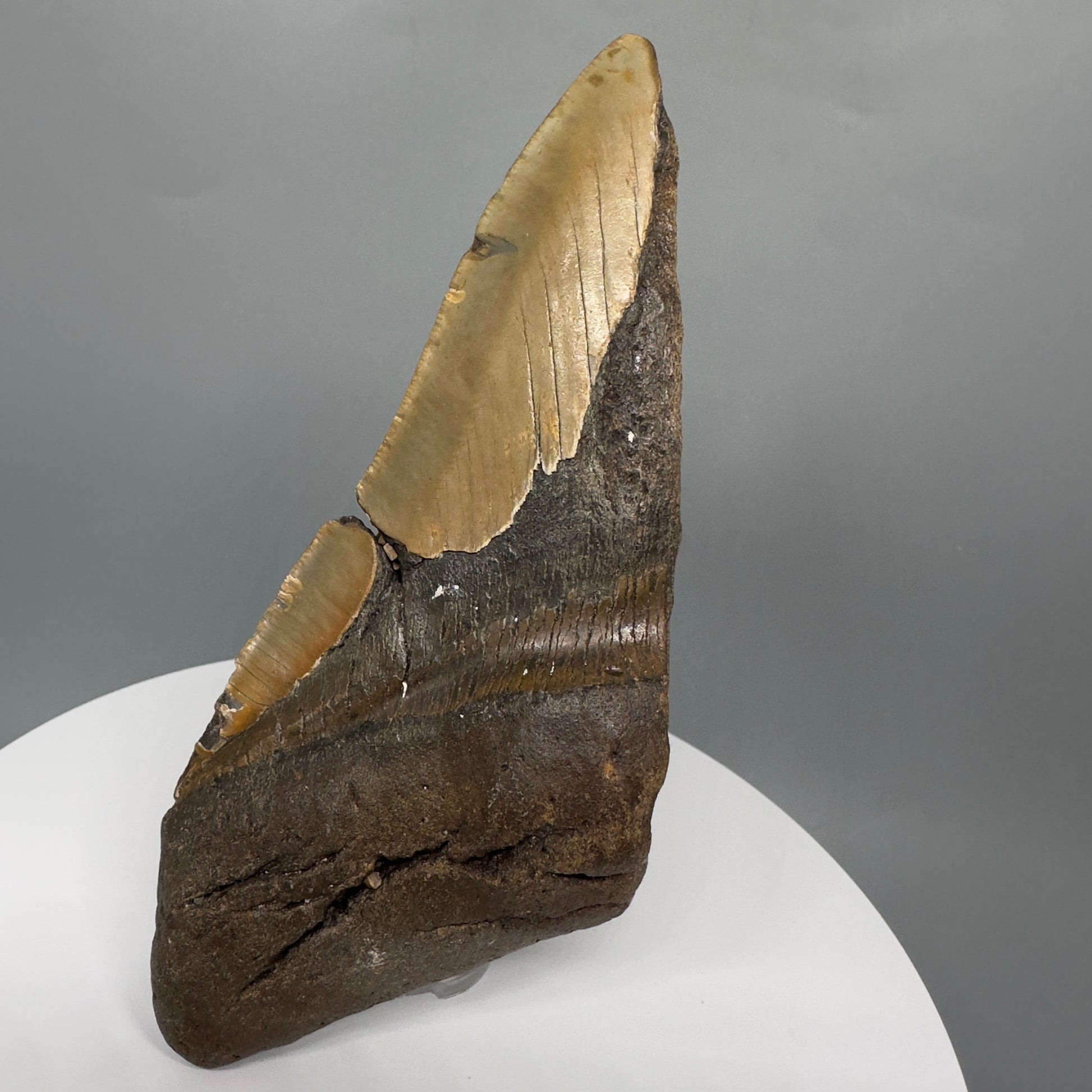 Huge, affordable 6.13" Fossil Megalodon Tooth - Wilmington North Carolina CM5329 - Front