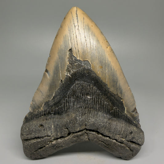Huge, colorful 6.06" Fossil Megalodon Tooth - Wilmington North Carolina CM5377 - Front