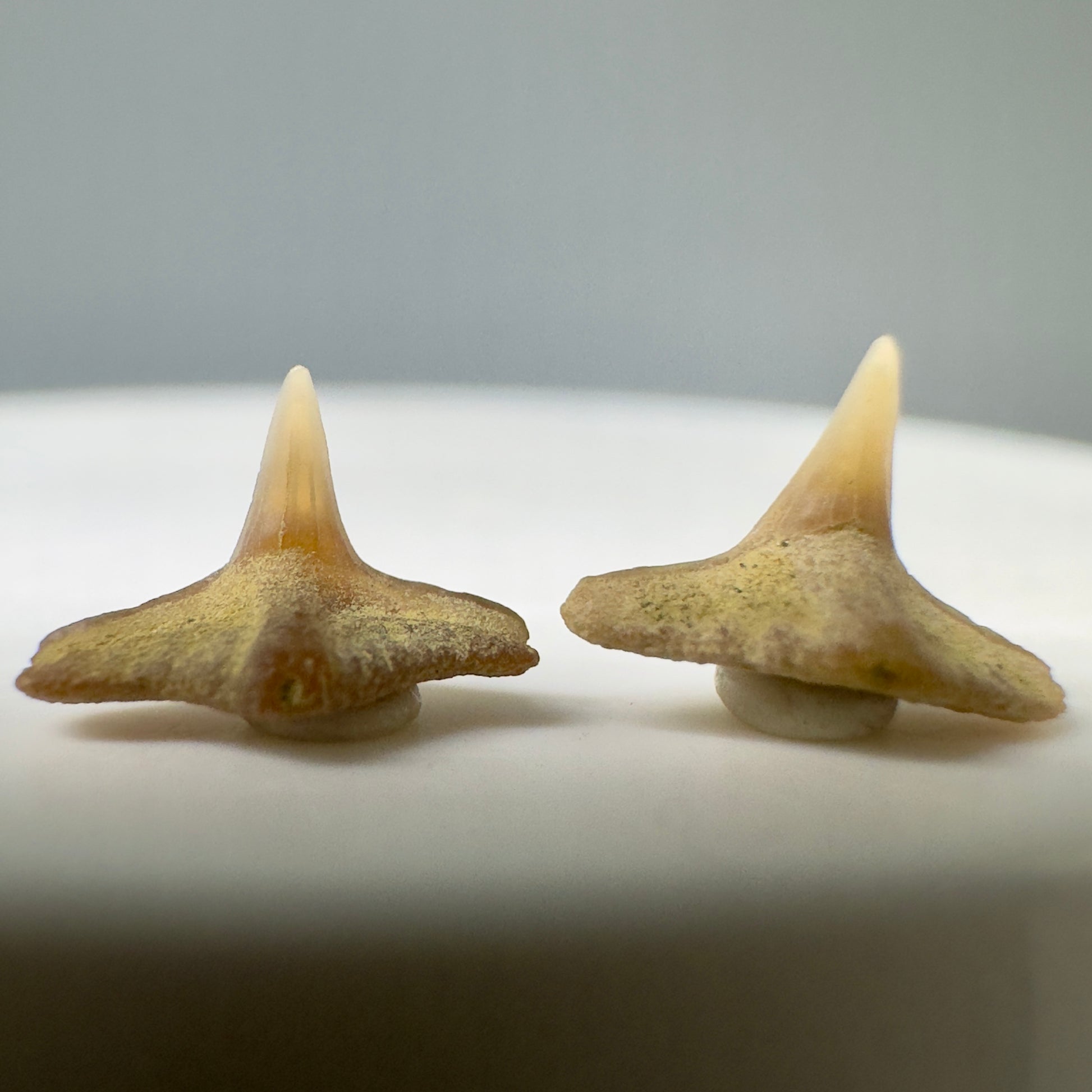 Squatina lericheii - Angel Shark Teeth - Kern Co. - Bakersfield, CA - Front