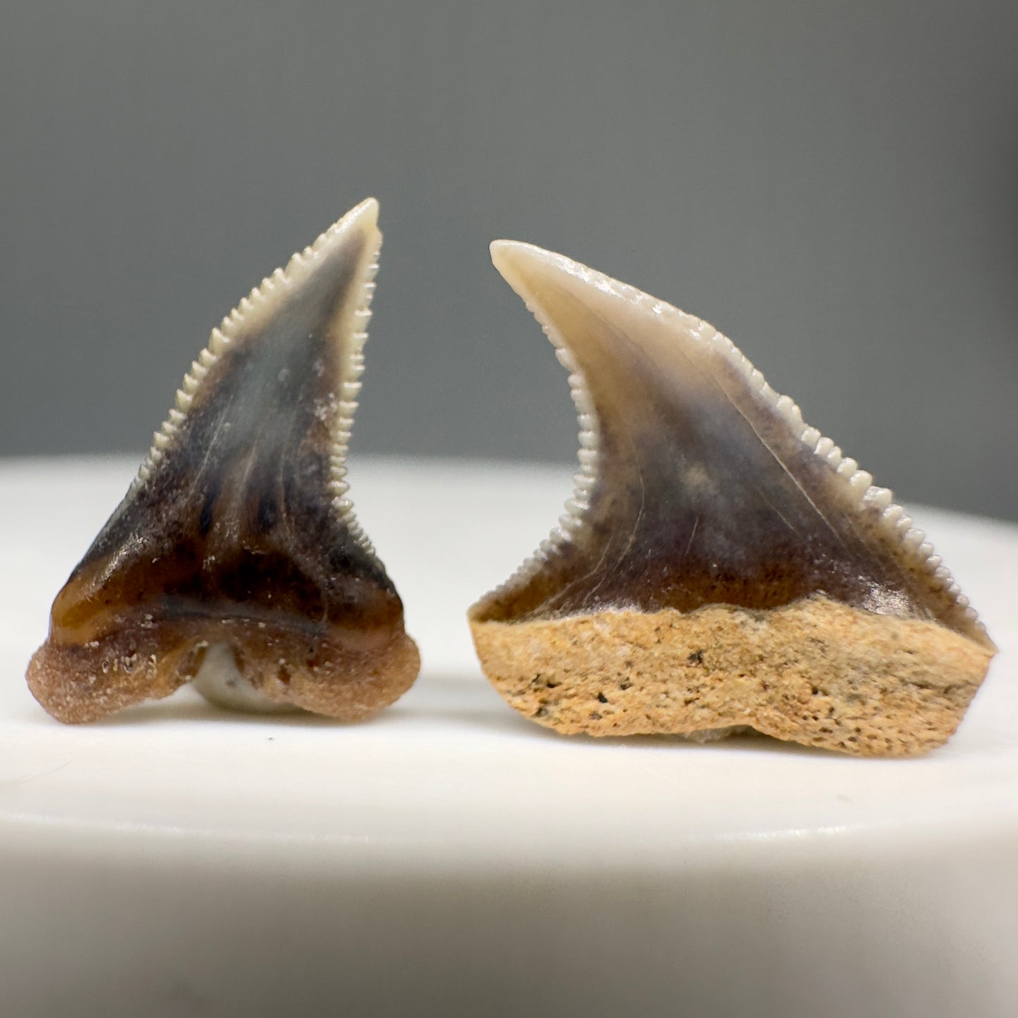 Prionace glauca - Blue Shark Teeth - Peru