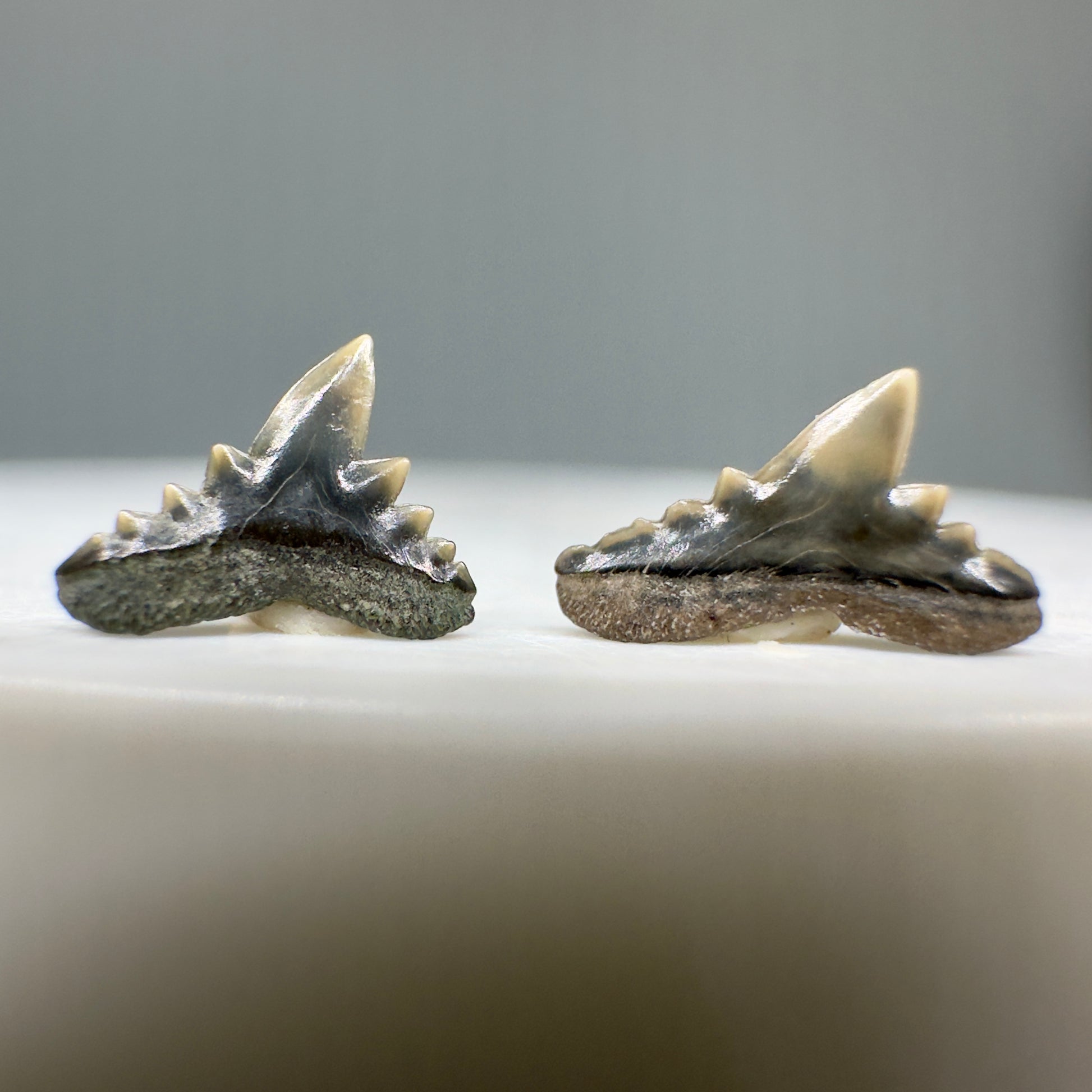 Abdounia recticona Shark Teeth - Andalusia, Alabama - Back