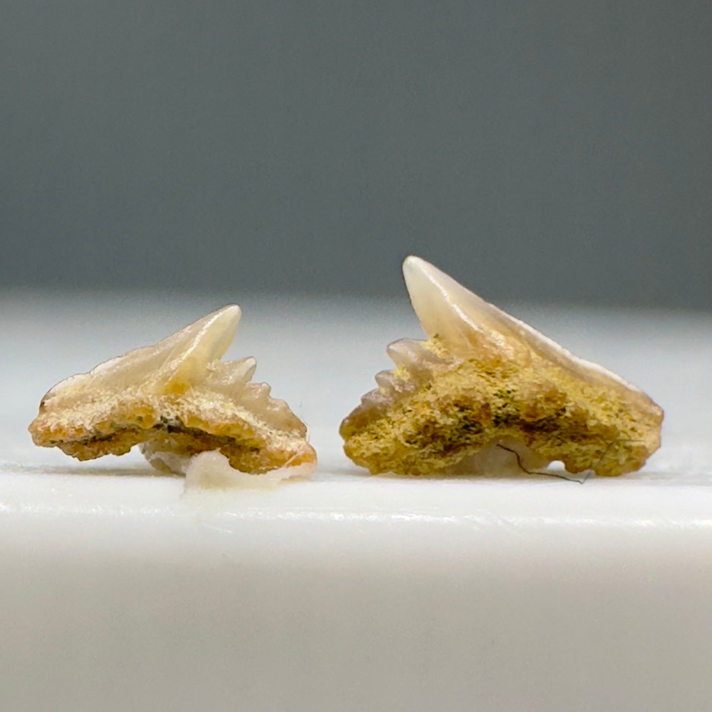 Galeorhinus sp. - Tope Shark Teeth - Kern Co. - Bakersfield, CA - Front