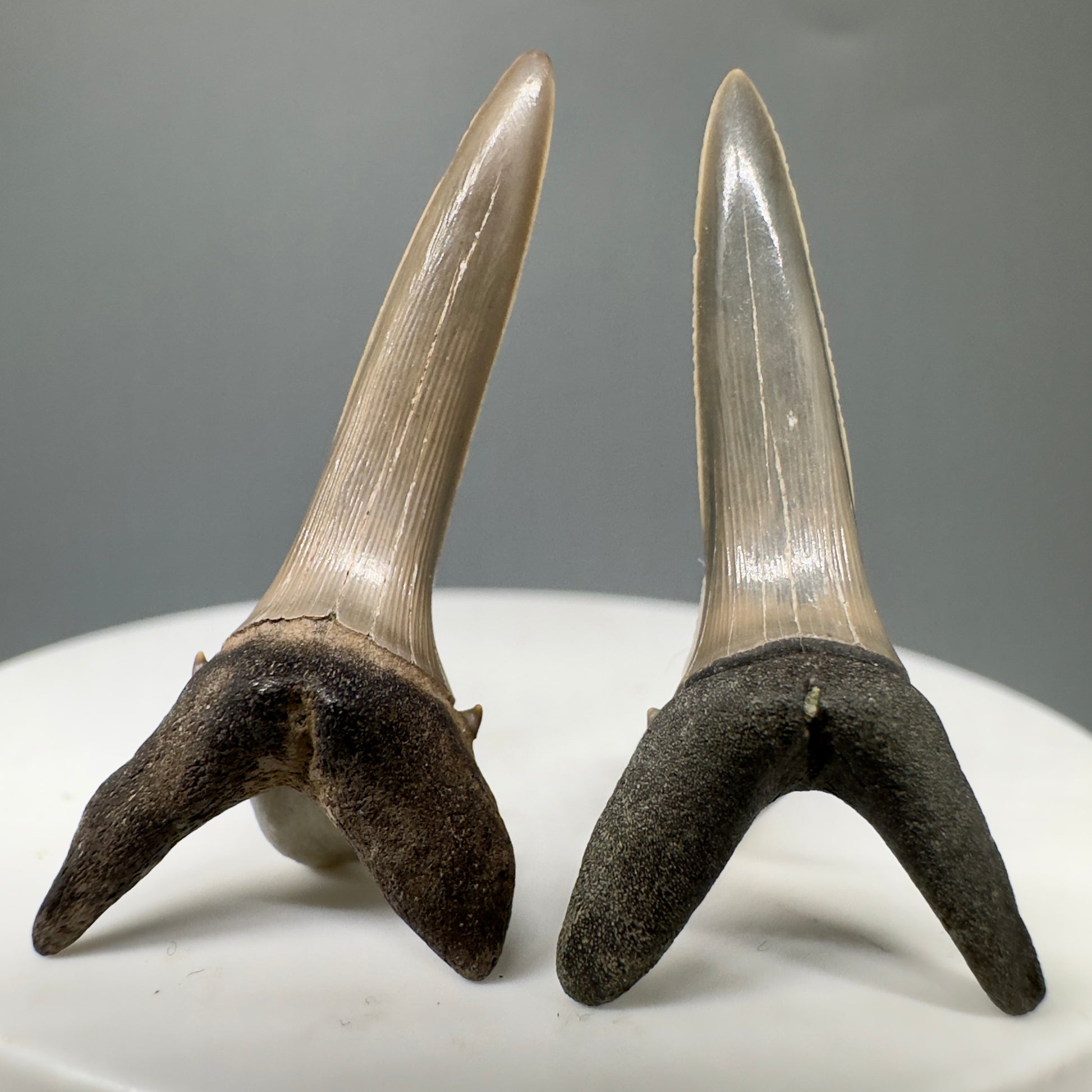 Striatolamia macrota - Extinct Sand Tiger Shark Teeth - Front