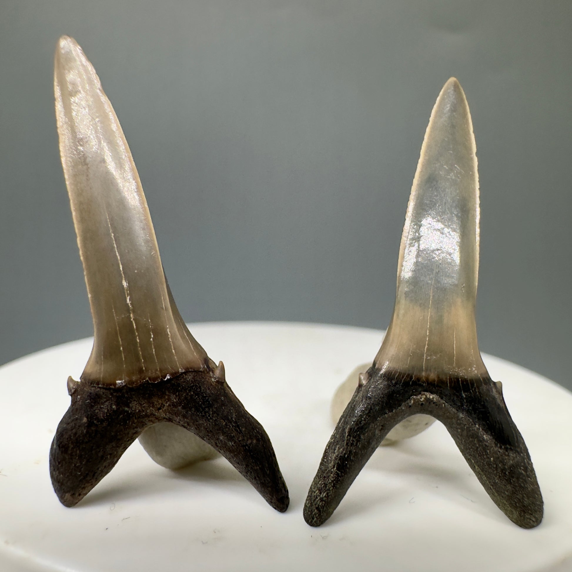 Striatolamia macrota - Extinct Sand Tiger Shark Teeth - Back