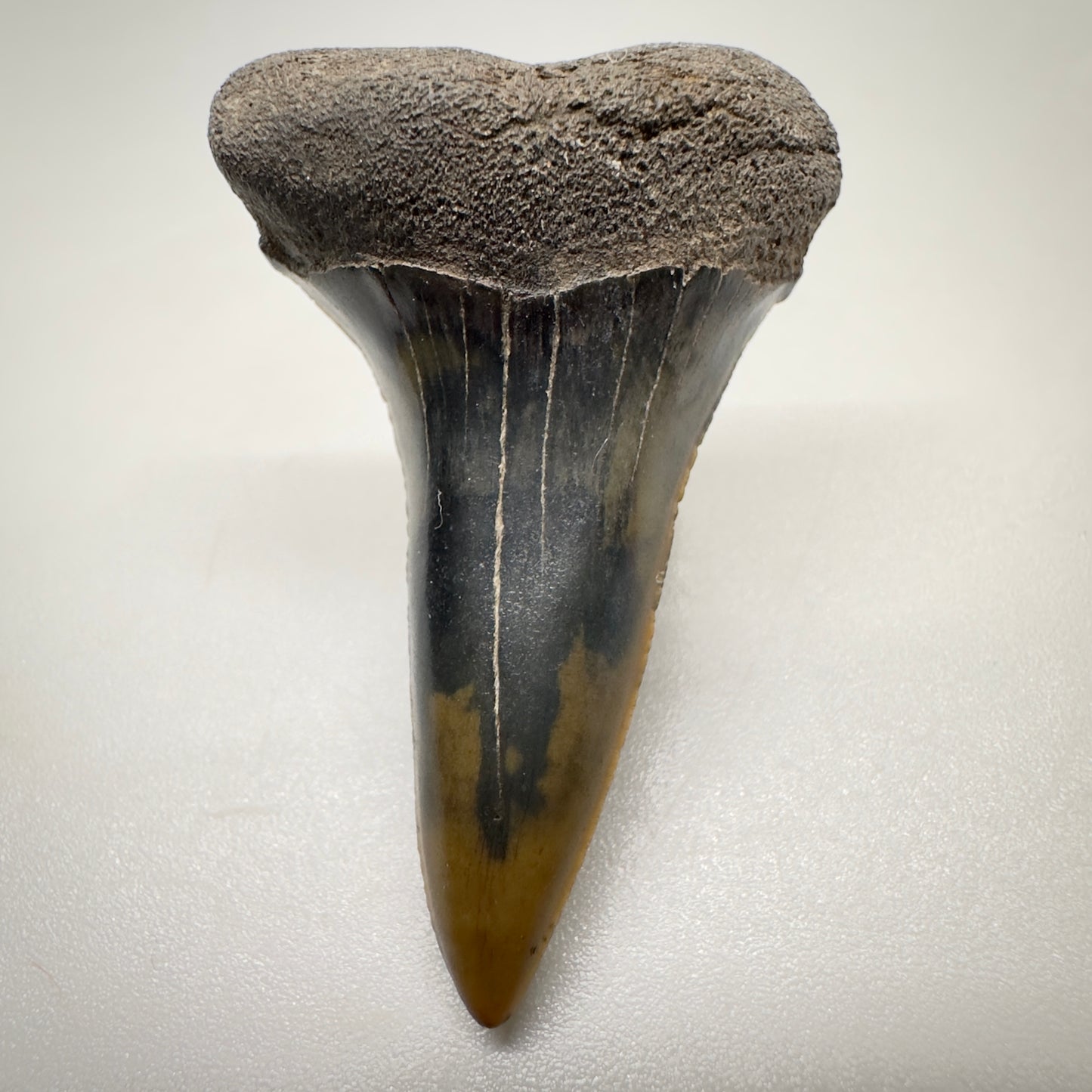 1.59 inches Fossil Isurus escheri - Extinct Serrated Mako Shark Tooth from Mill, The Netherlands R511 front down
