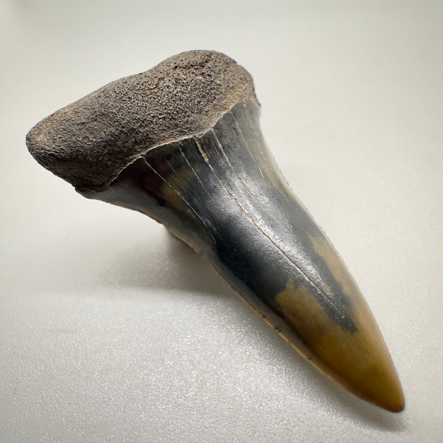 1.59 inches Fossil Isurus escheri - Extinct Serrated Mako Shark Tooth from Mill, The Netherlands R511 front left