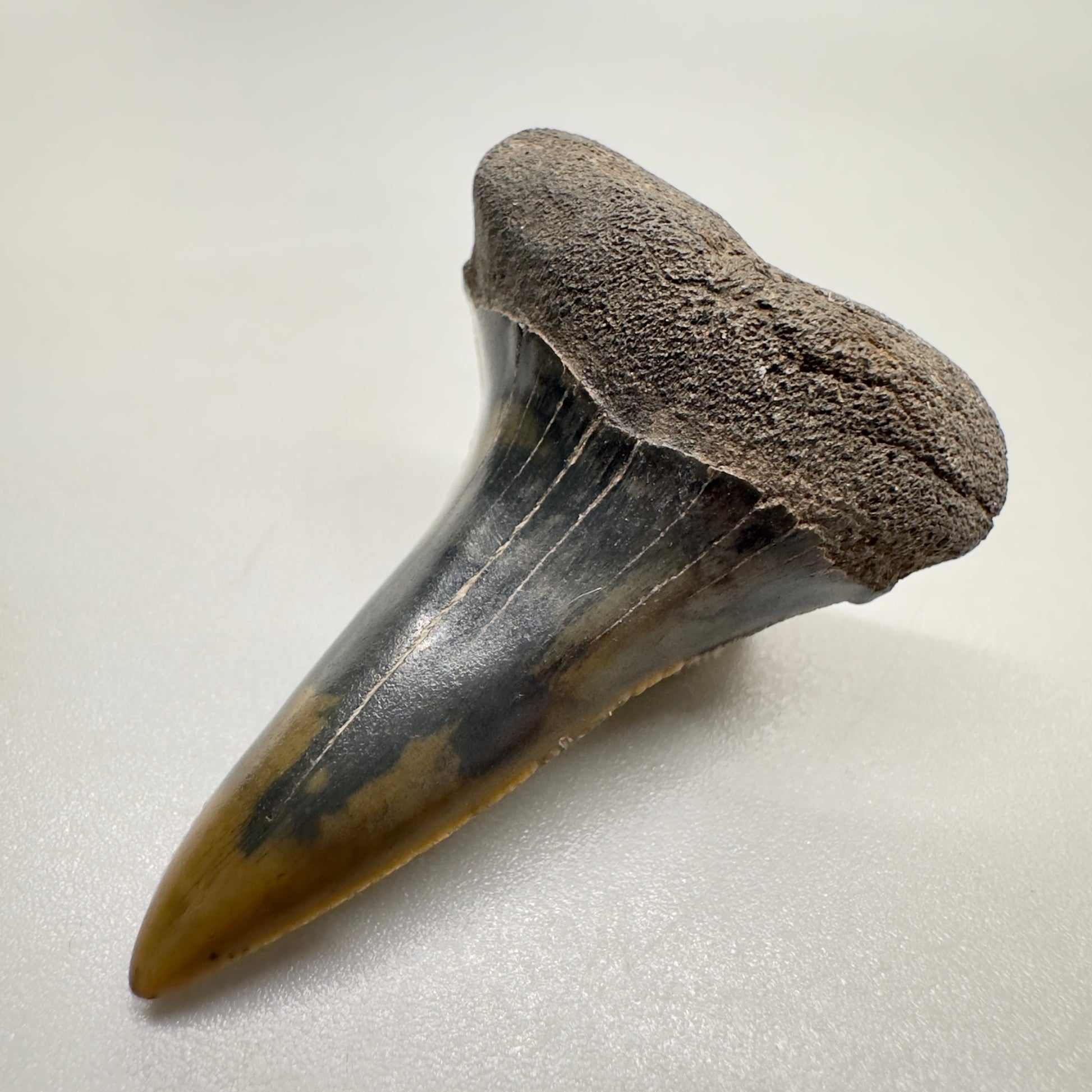 1.59 inches Fossil Isurus escheri - Extinct Serrated Mako Shark Tooth from Mill, The Netherlands R511 front right