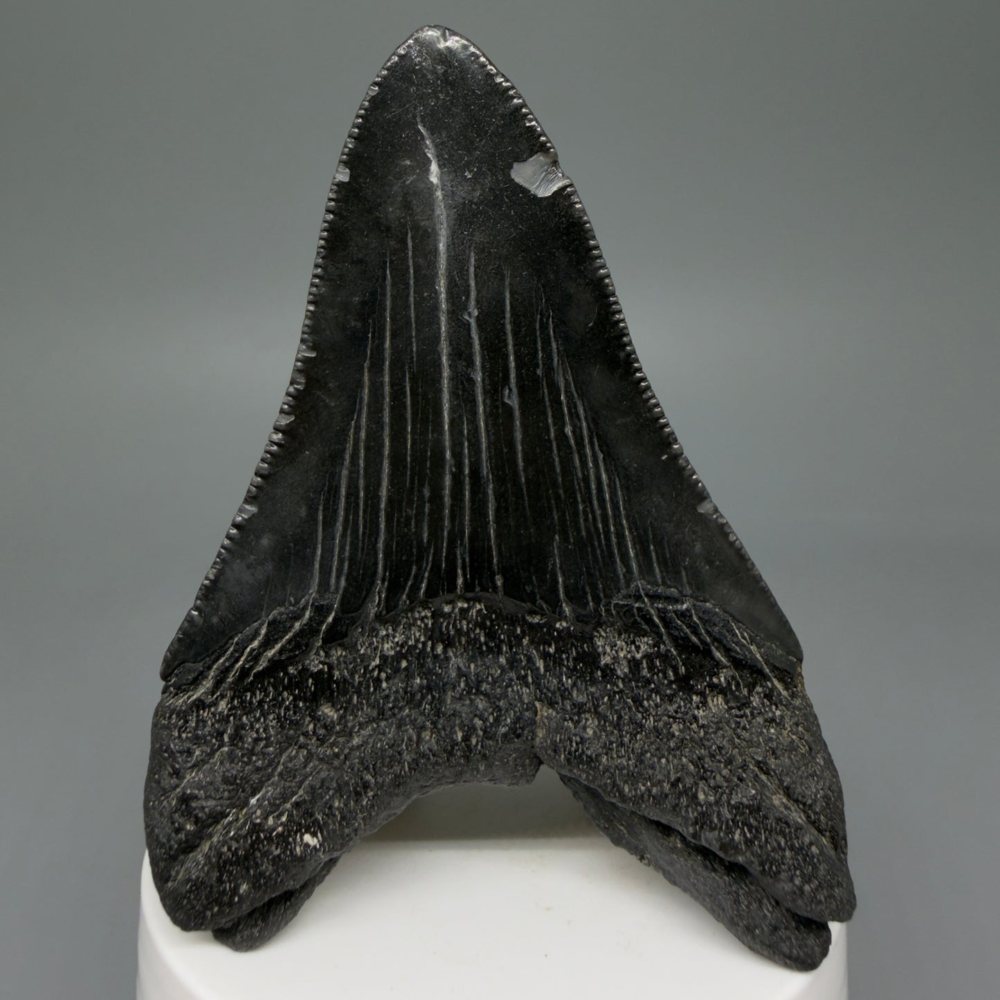 Back View Dark colored 3.37" Megalodon Tooth – Colorful Fossil Megalodon Tooth from South Carolina for Sale CM5946