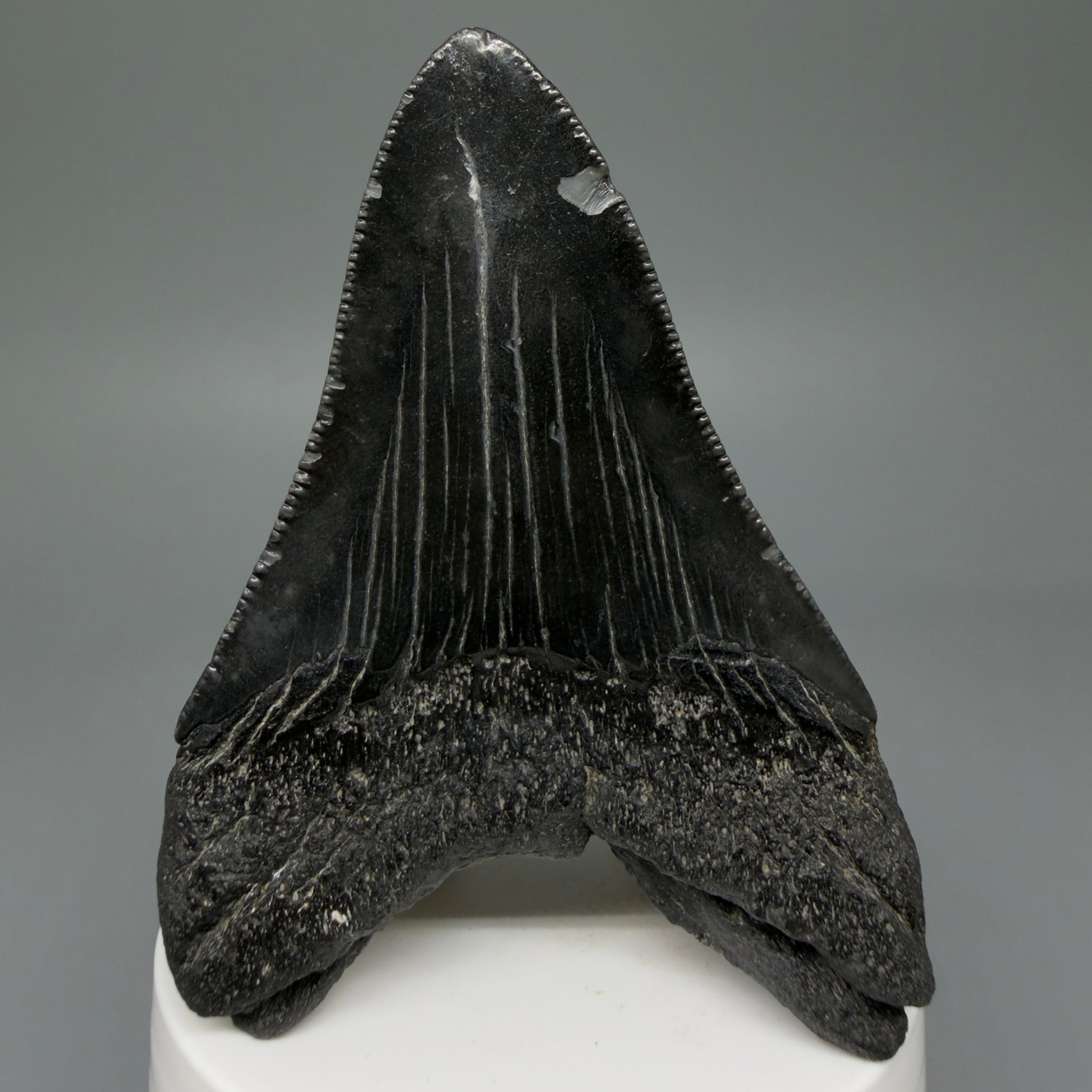 Back View Dark colored 3.37" Megalodon Tooth – Colorful Fossil Megalodon Tooth from South Carolina for Sale CM5946