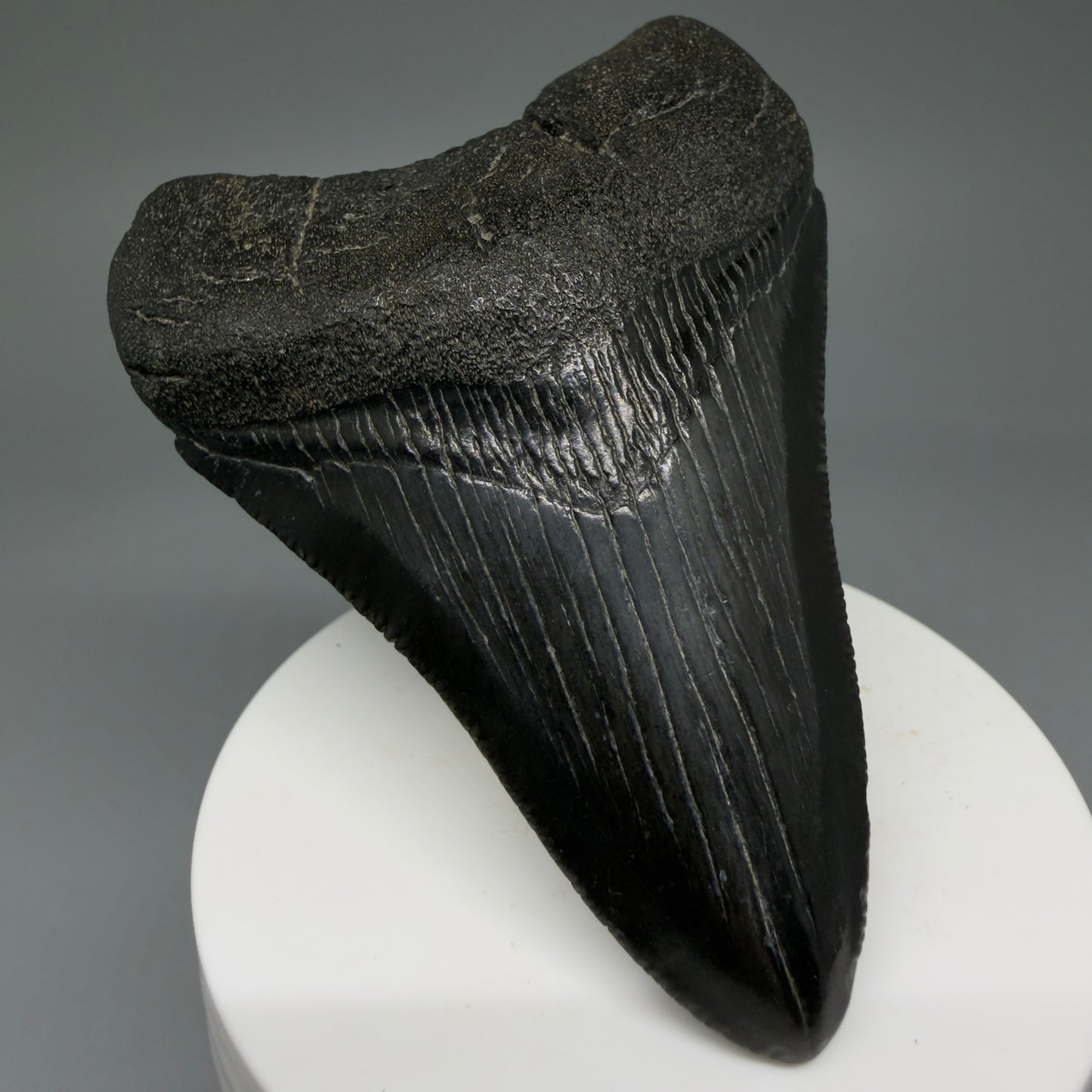 Front Left View Dark colored 3.37" Megalodon Tooth – Colorful Fossil Megalodon Tooth from South Carolina for Sale CM5946