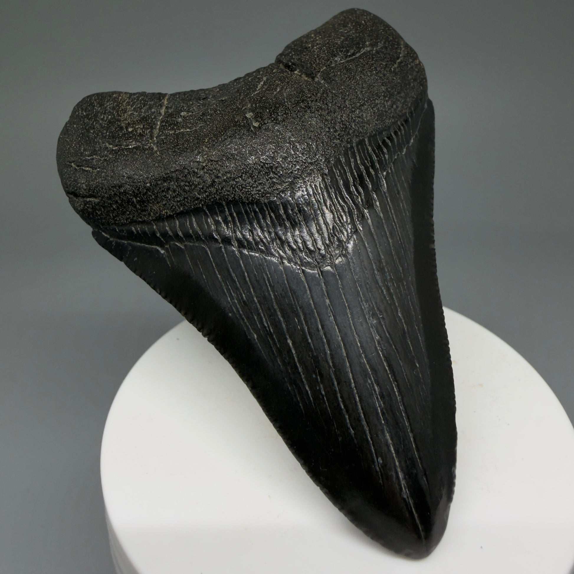 Front Left View Dark colored 3.37" Megalodon Tooth – Colorful Fossil Megalodon Tooth from South Carolina for Sale CM5946
