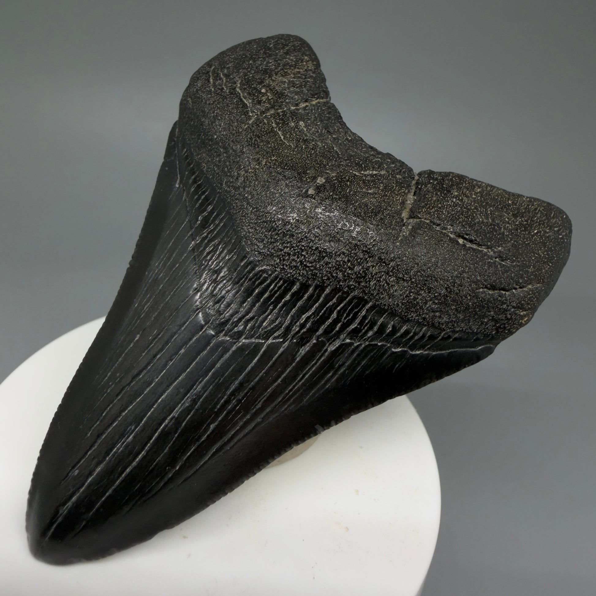 Front Right View Dark colored 3.37" Megalodon Tooth – Colorful Fossil Megalodon Tooth from South Carolina for Sale CM5946