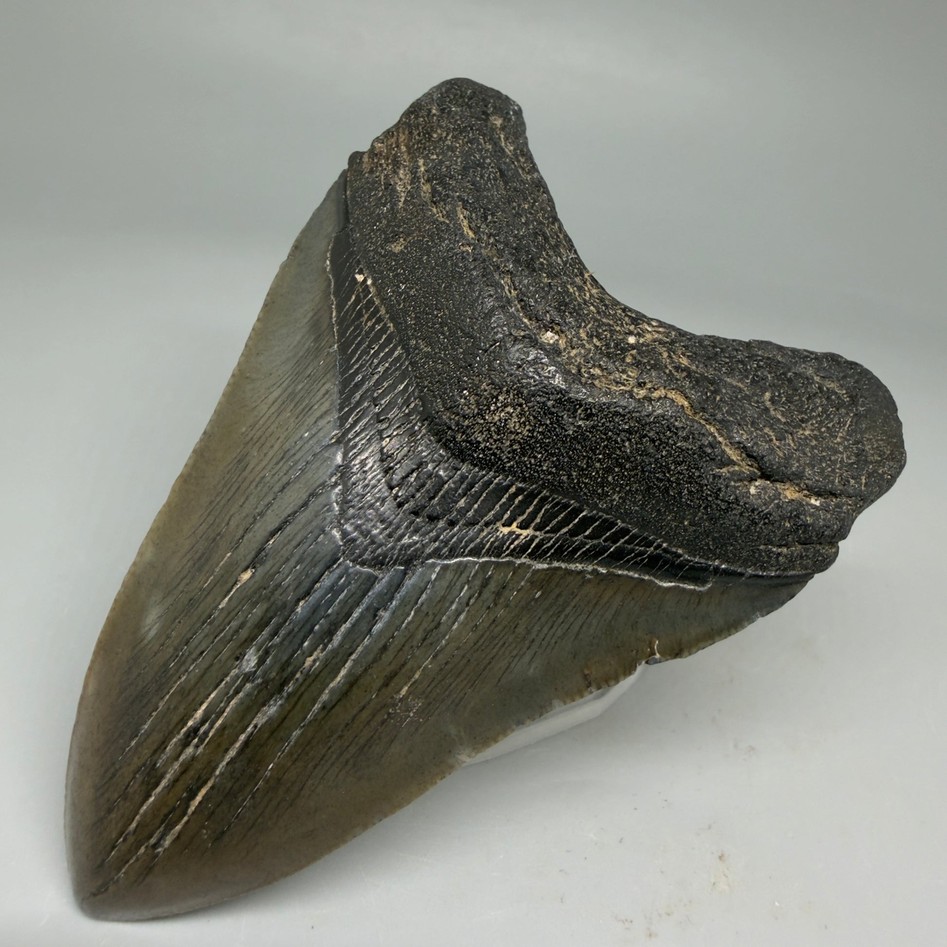 Front Right View Colorful 3.80" Megalodon Tooth – Colorful Fossil Megalodon Tooth from South Carolina for Sale CM5948