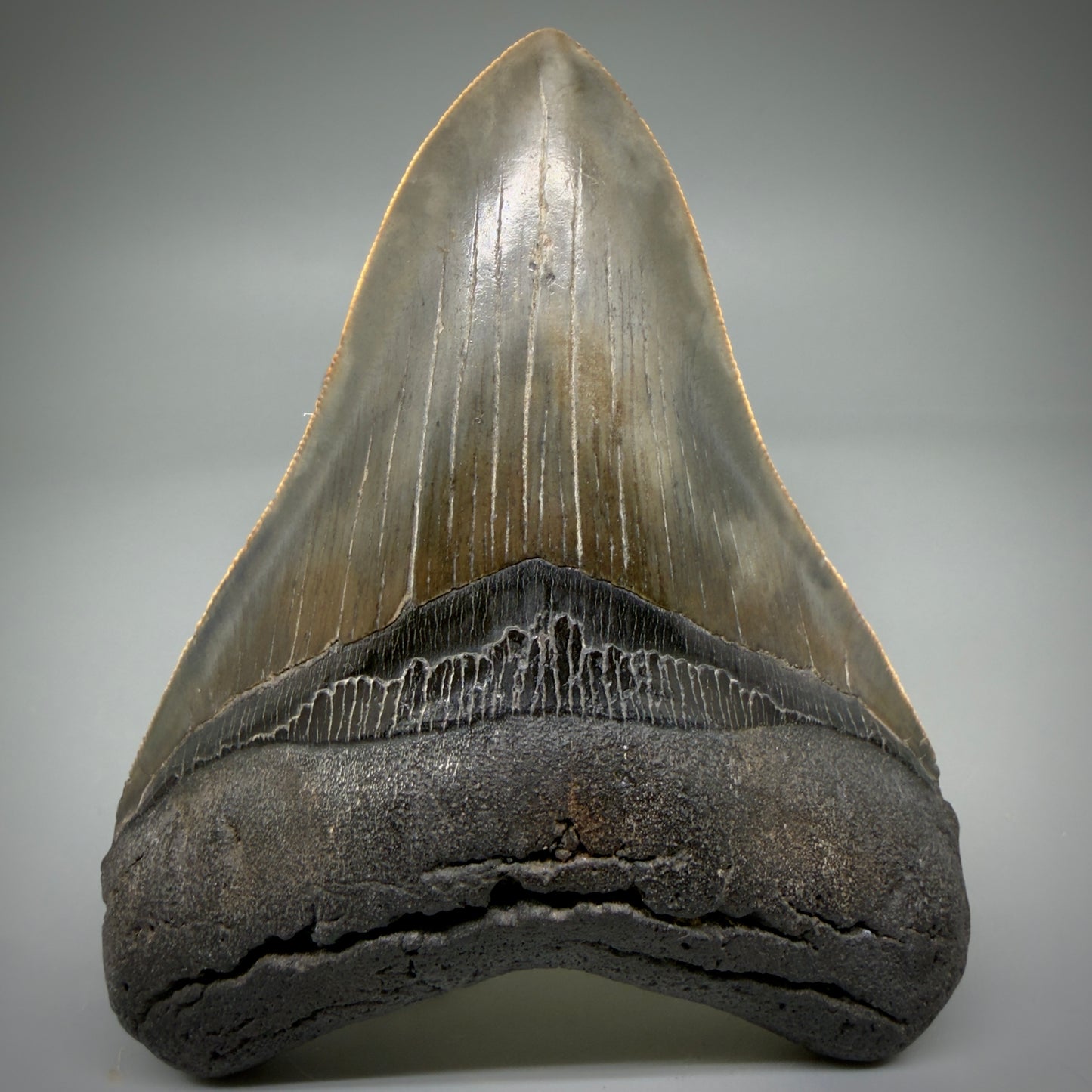 Front View Authentic, heart-shaped 4.06" Collector Megalodon Tooth from South Carolina CM5954 - 3
