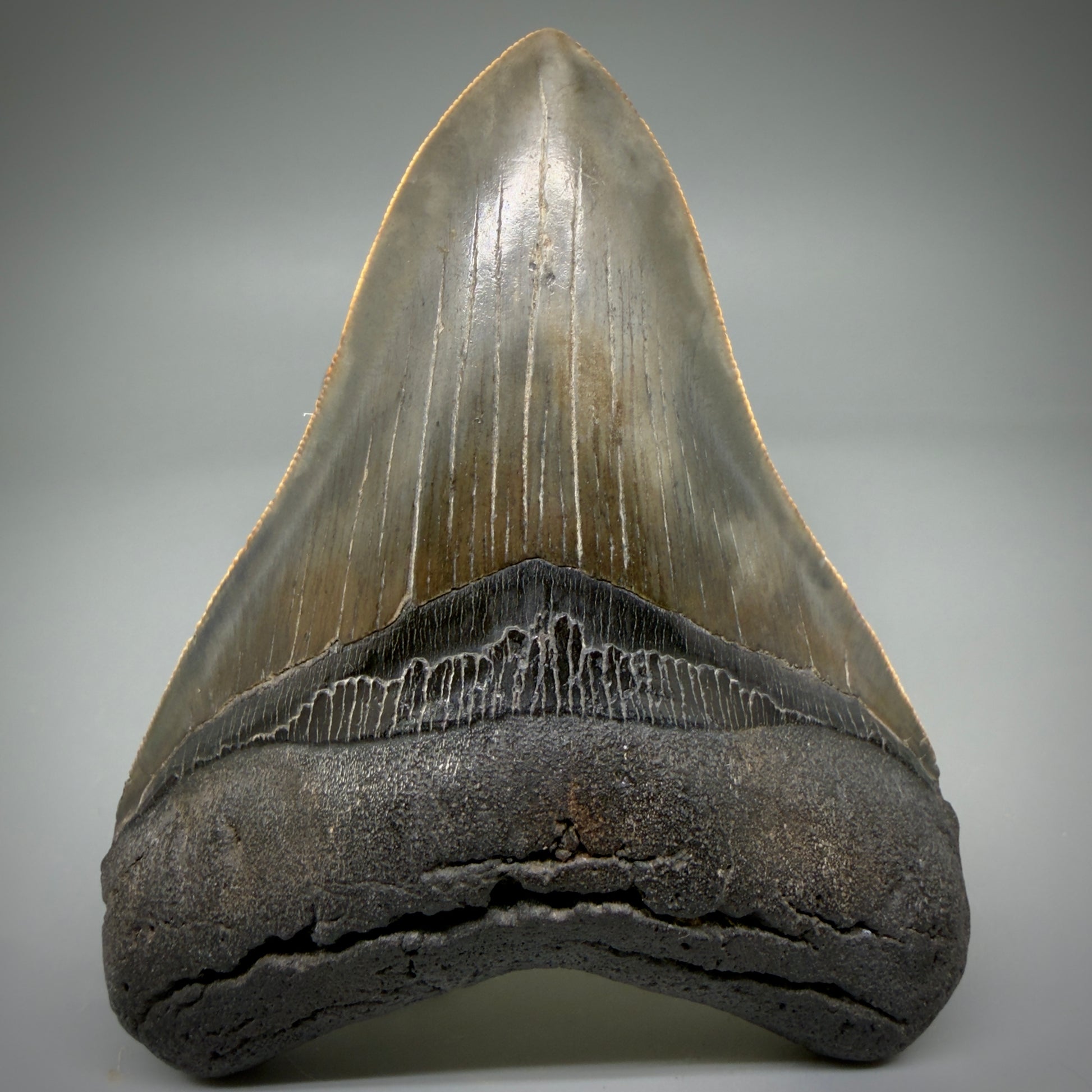 Front View Authentic, heart-shaped 4.06" Collector Megalodon Tooth from South Carolina CM5954 - 3
