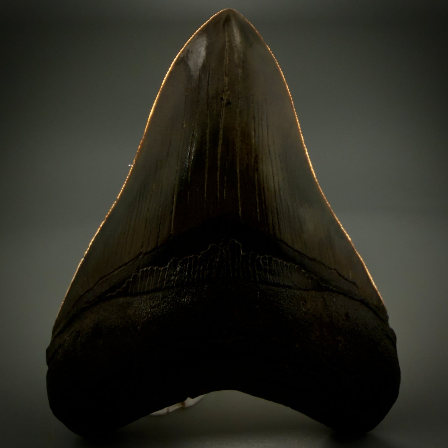 Front View Authentic, heart-shaped 4.06" Collector Megalodon Tooth from South Carolina CM5954 - 2
