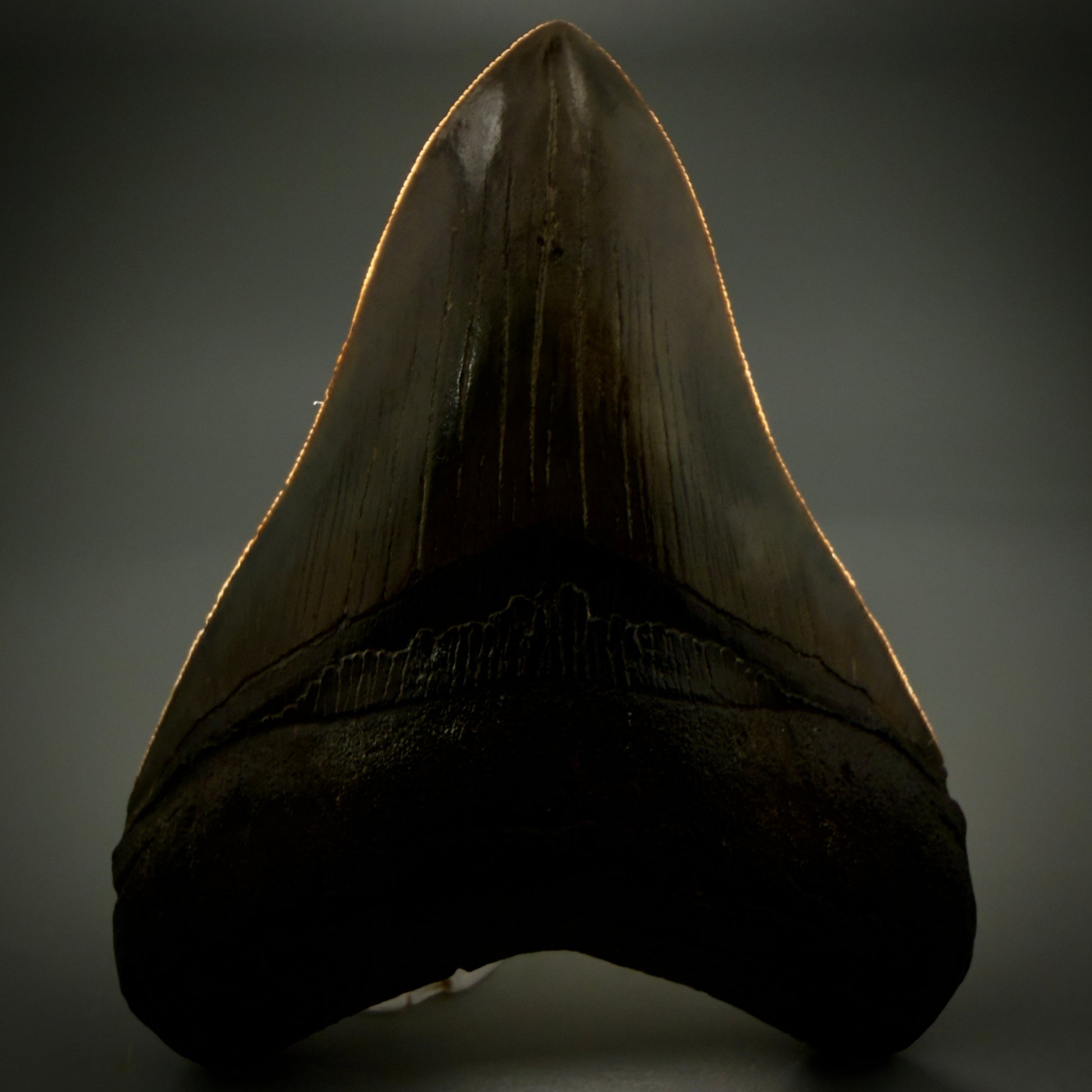 Front View Authentic, heart-shaped 4.06" Collector Megalodon Tooth from South Carolina CM5954 - 2