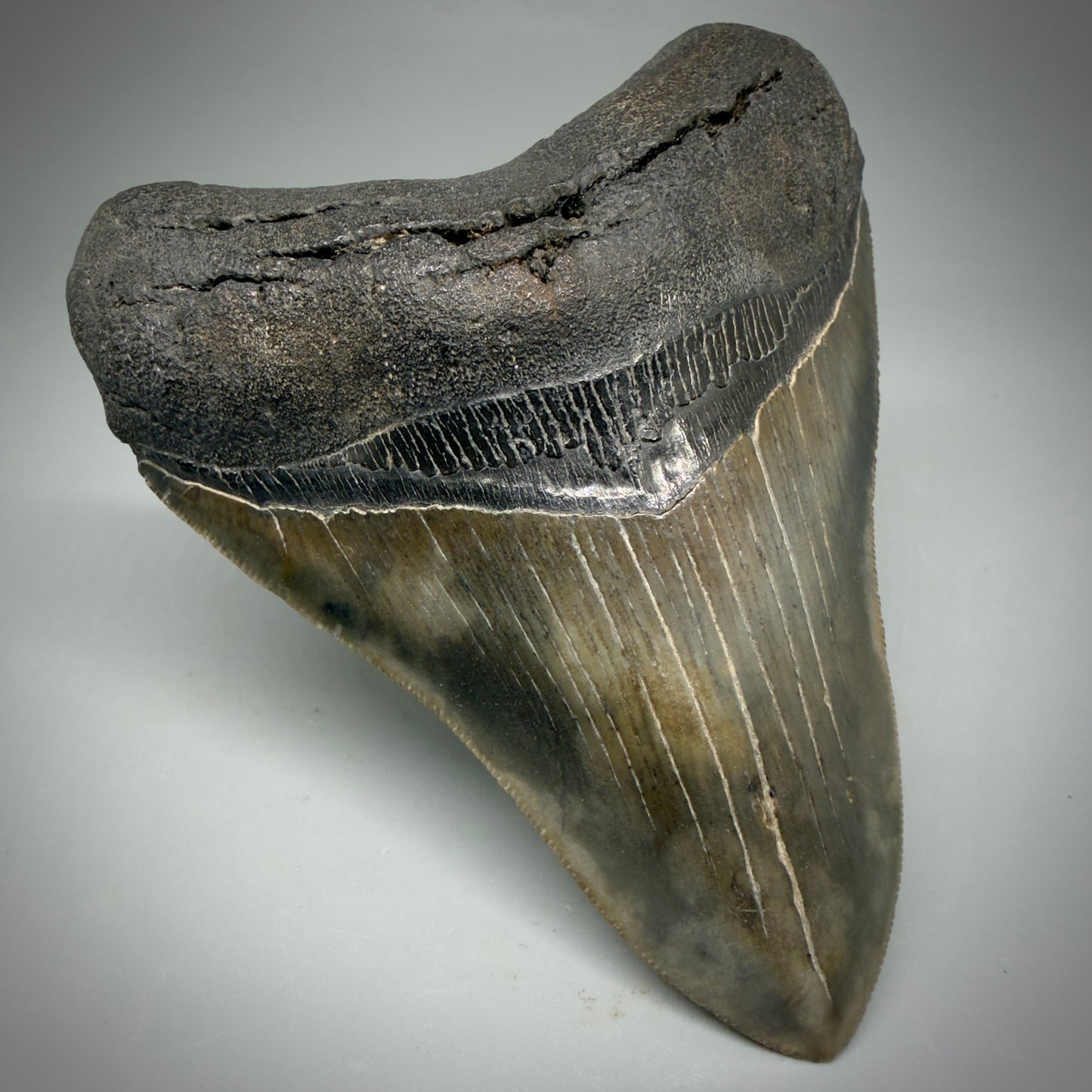 Front Left View Authentic, heart-shaped 4.06" Collector Megalodon Tooth from South Carolina CM5954