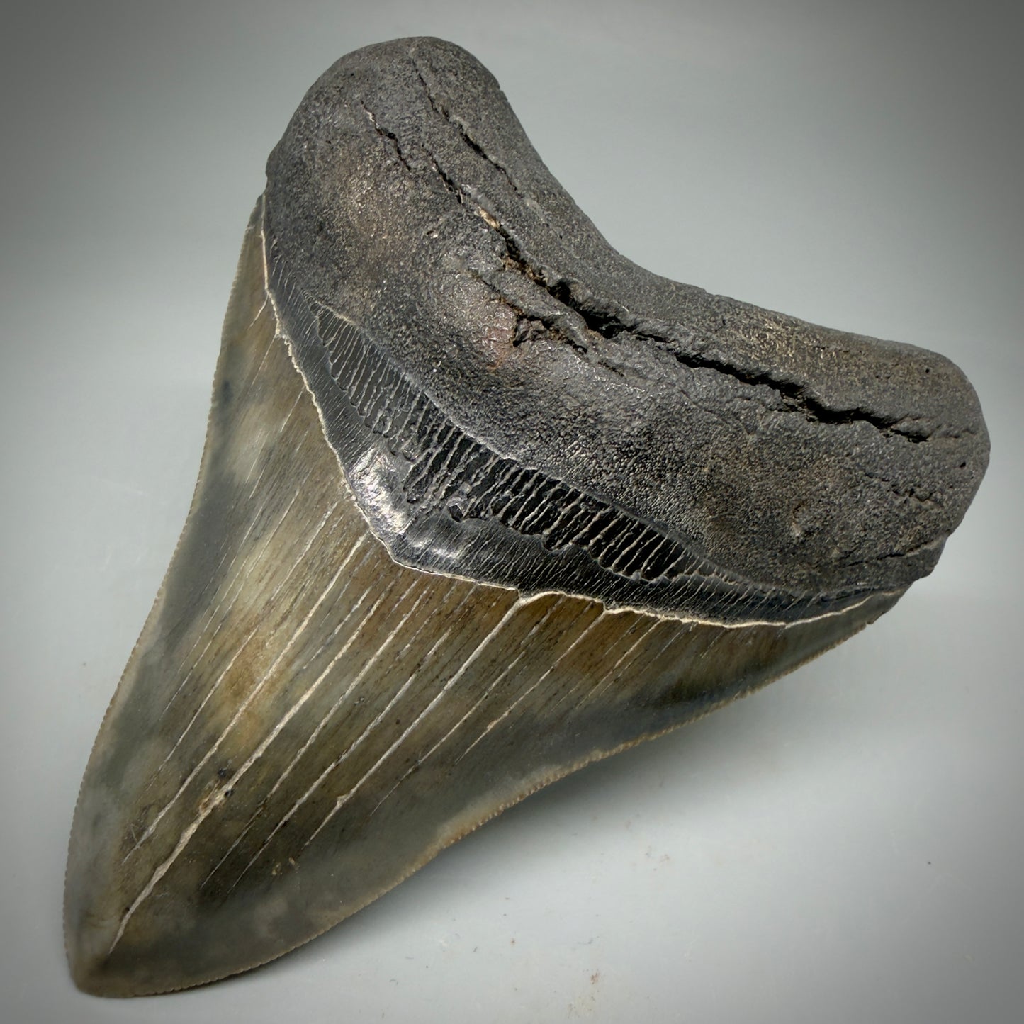 Front right View Authentic, heart-shaped 4.06" Collector Megalodon Tooth from South Carolina CM5954