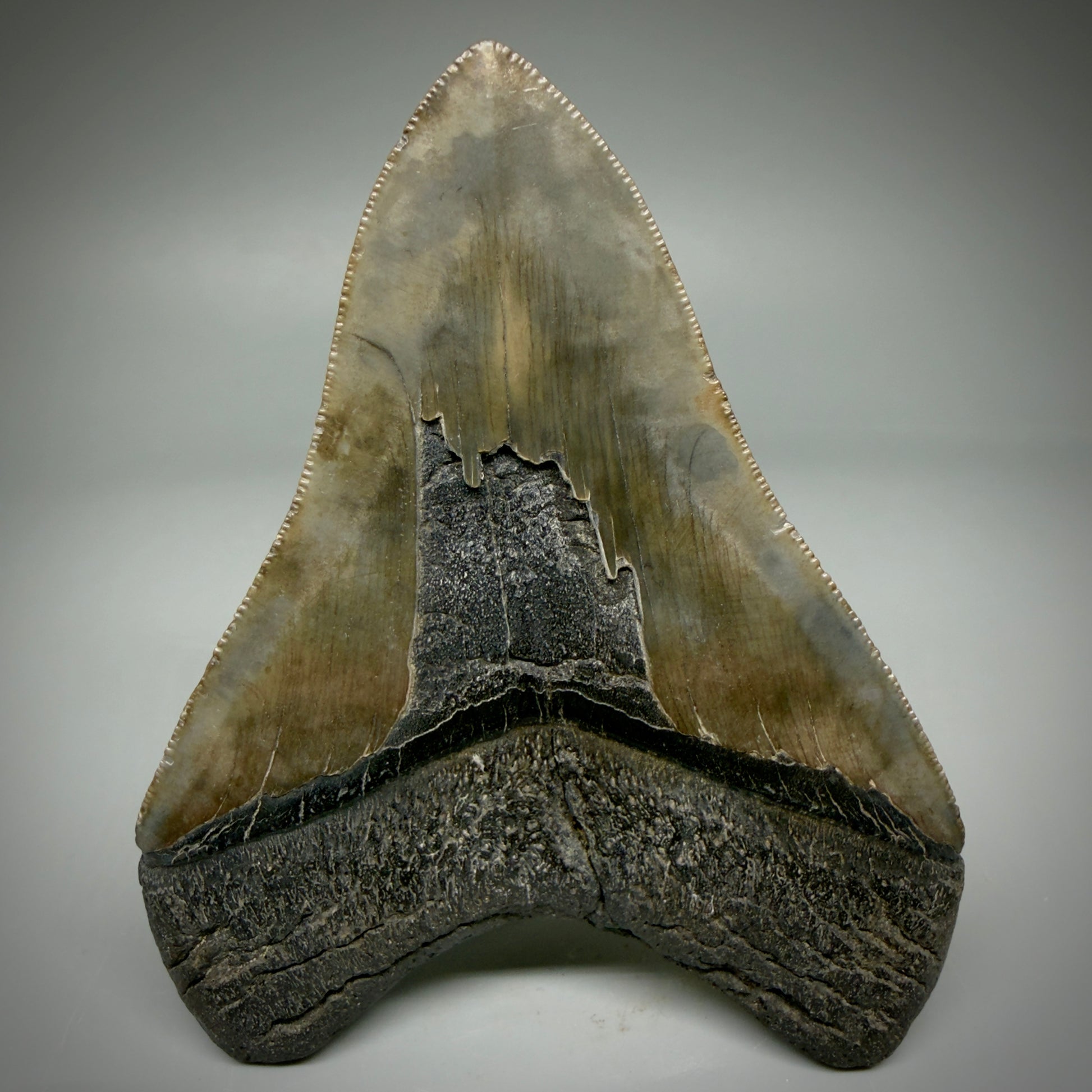 Back View Authentic, heart-shaped 4.06" Collector Megalodon Tooth from South Carolina CM5954