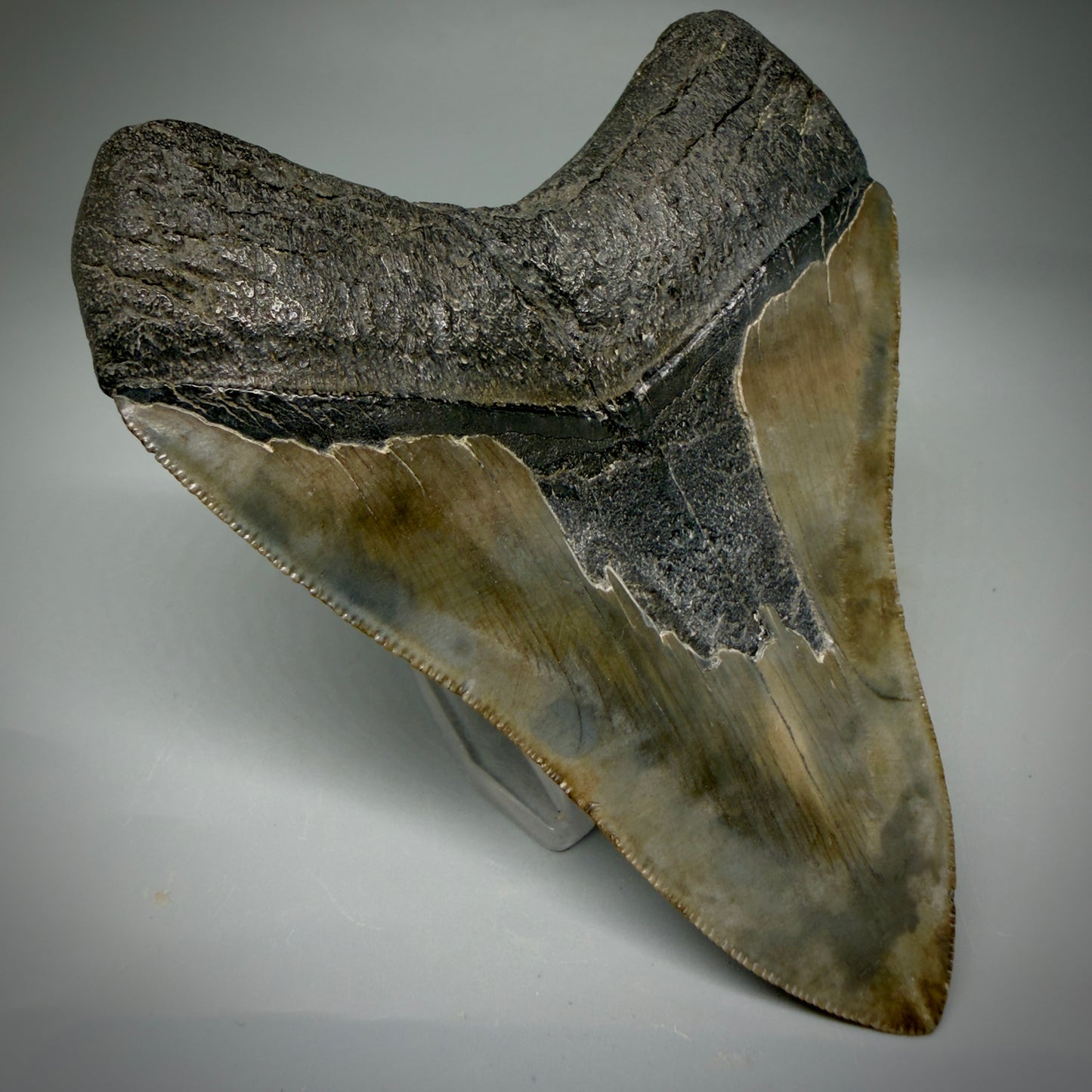 Back Left View Authentic, heart-shaped 4.06" Collector Megalodon Tooth from South Carolina CM5954