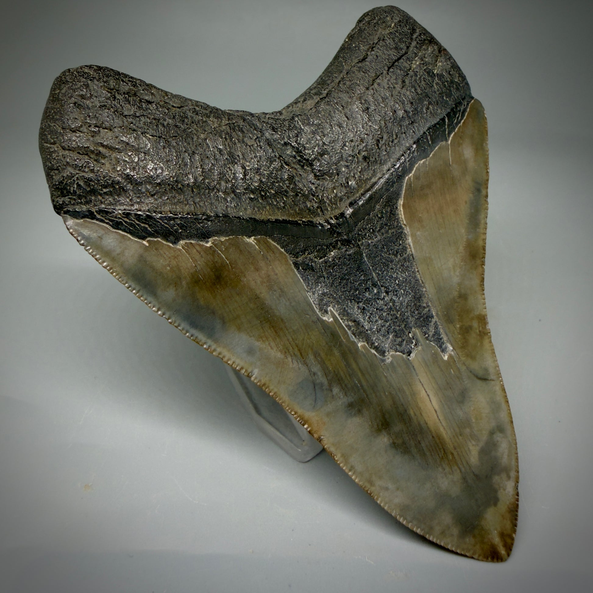 Back Left View Authentic, heart-shaped 4.06" Collector Megalodon Tooth from South Carolina CM5954