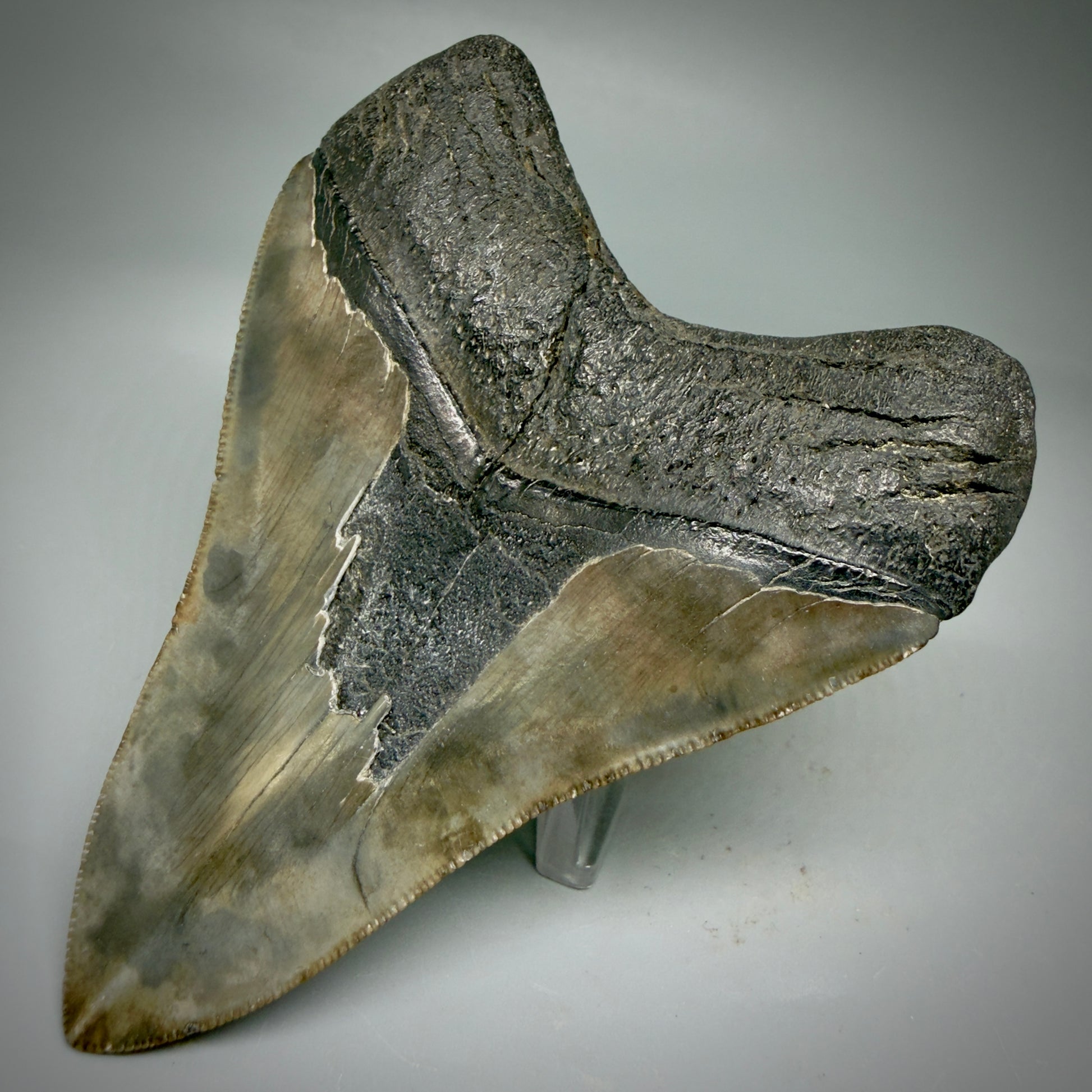 Back Right View Authentic, heart-shaped 4.06" Collector Megalodon Tooth from South Carolina CM5954