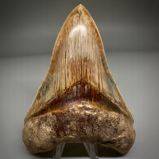 Collector's Quality 4.99" Fossil Megalodon Shark Tooth from West Java, Indonesia CM5207 - Front