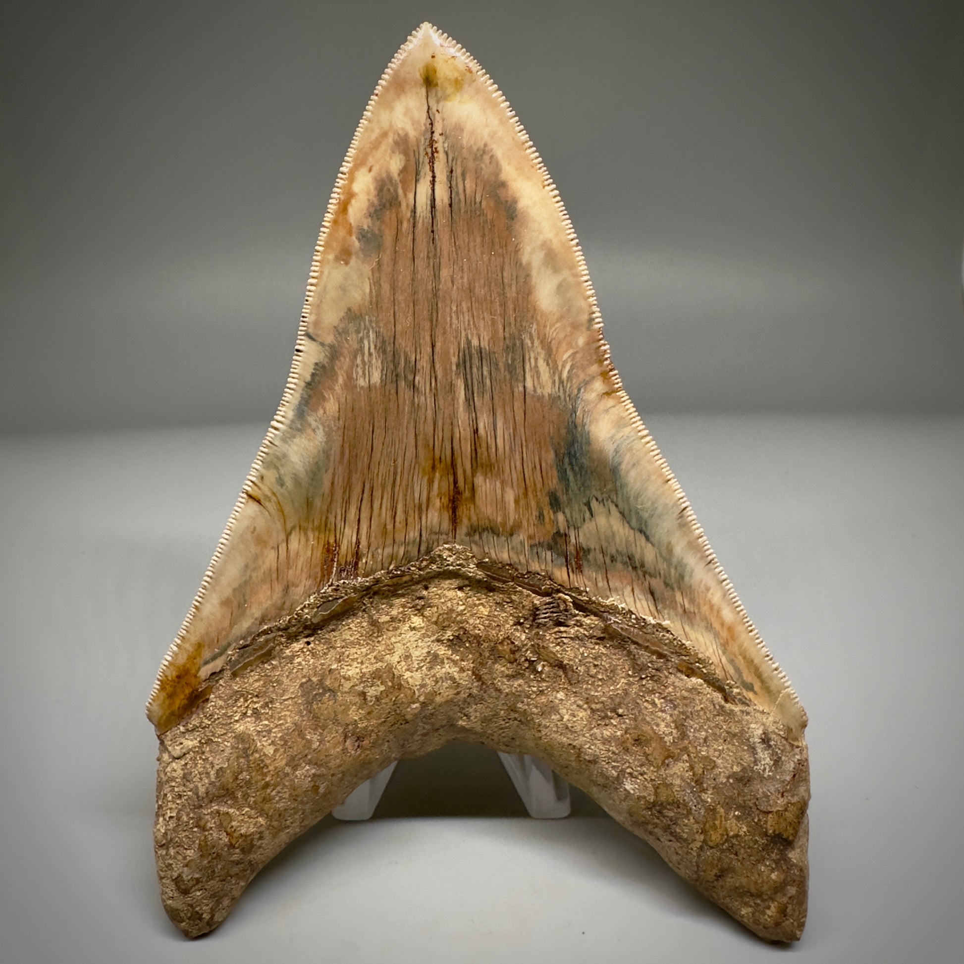 Collector's Quality 4.99" Fossil Megalodon Shark Tooth from West Java, Indonesia CM5207 - Back2
