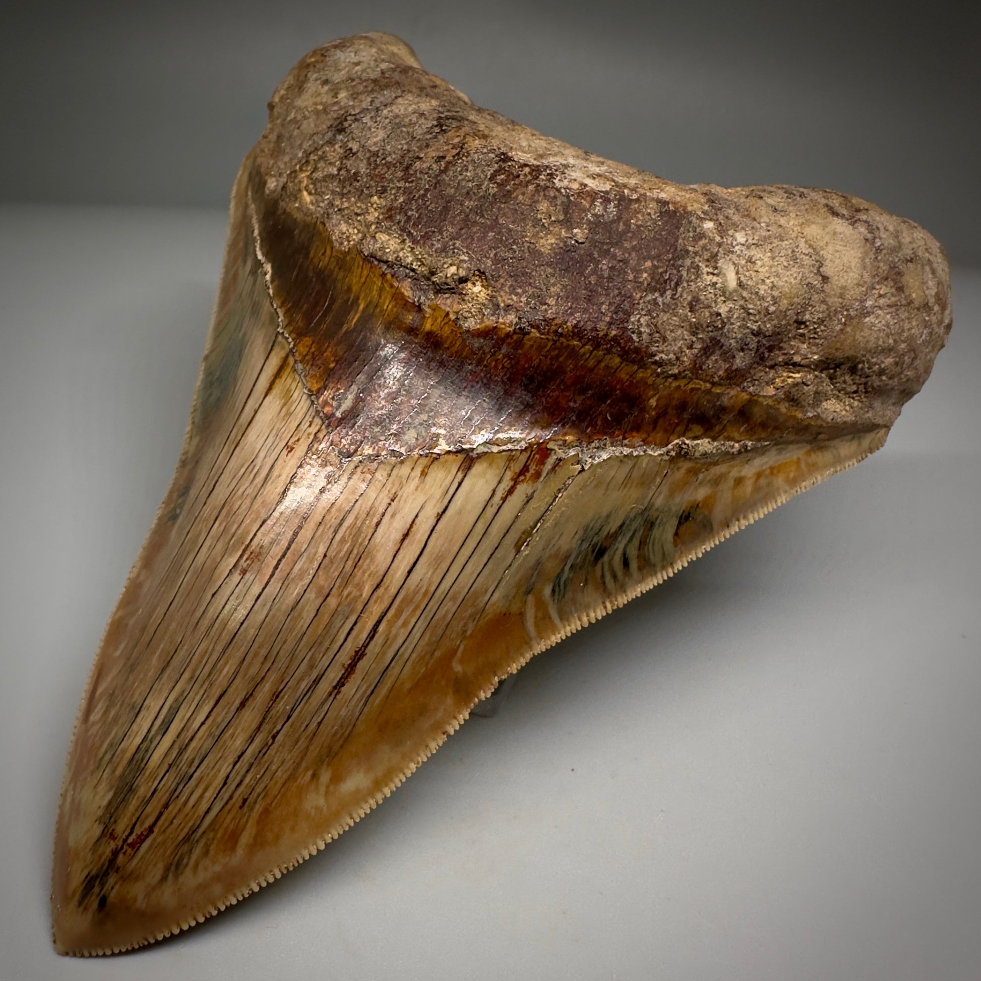 Collector's Quality 4.99" Fossil Megalodon Shark Tooth from West Java, Indonesia CM5207 - Front Left