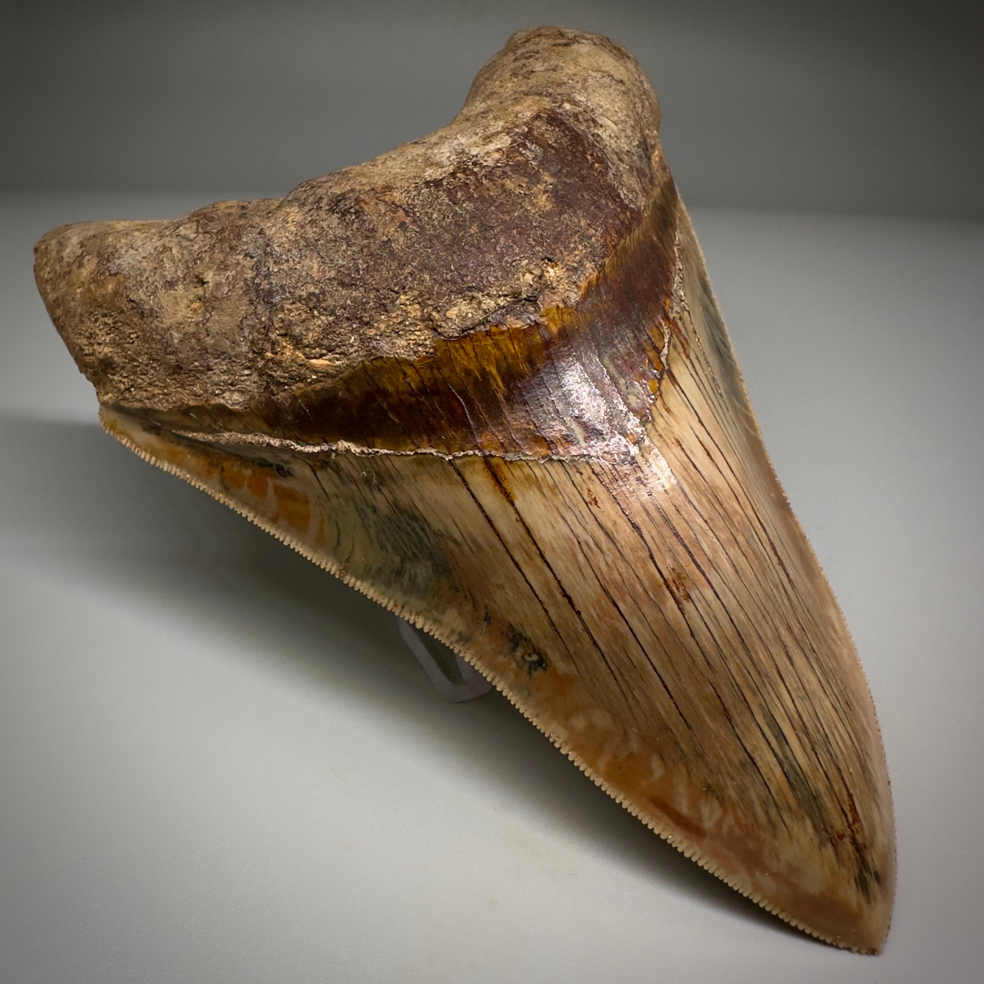 Collector's Quality 4.99" Fossil Megalodon Shark Tooth from West Java, Indonesia CM5207 - Front Right