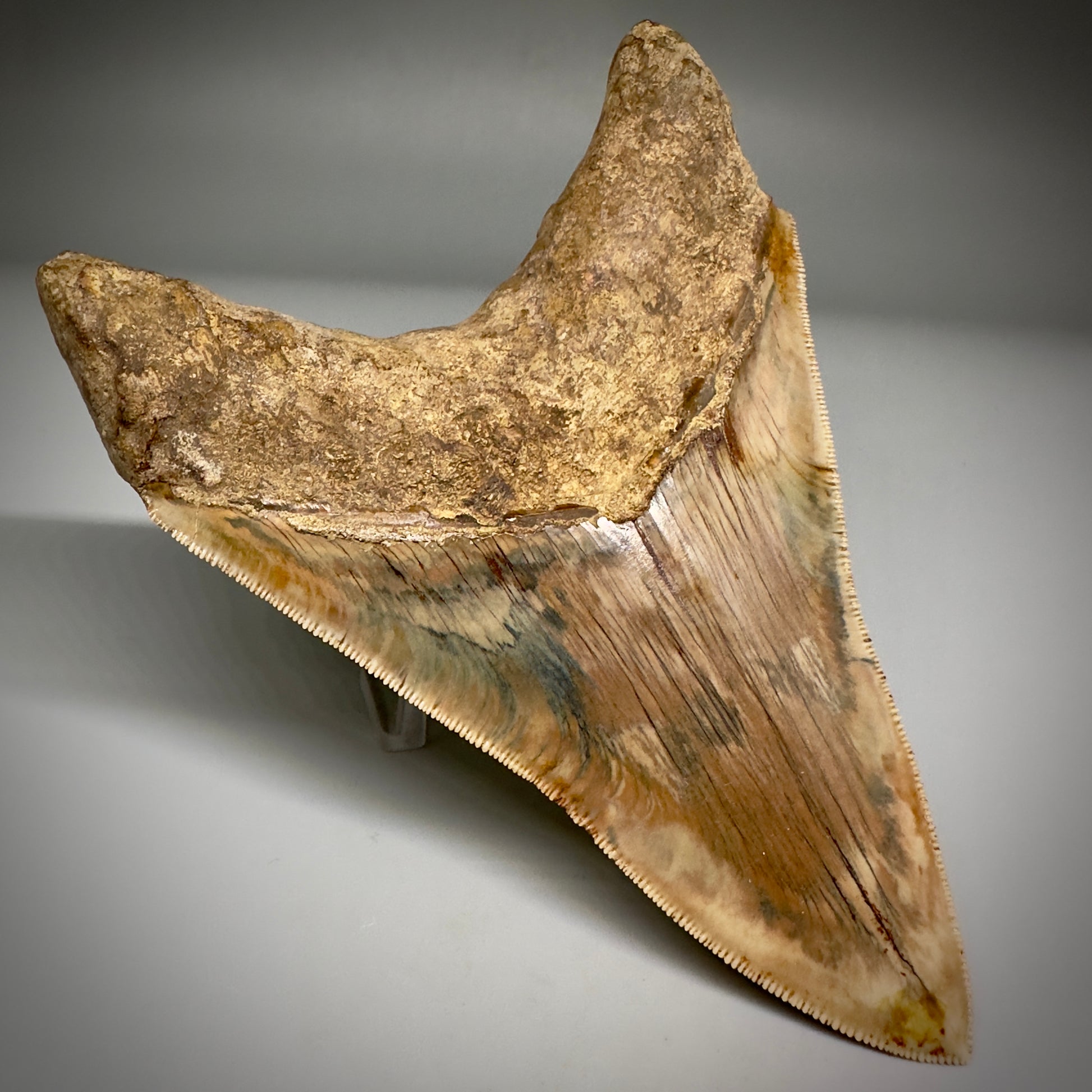 Collector's Quality 4.99" Fossil Megalodon Shark Tooth from West Java, Indonesia CM5207 - Back Left