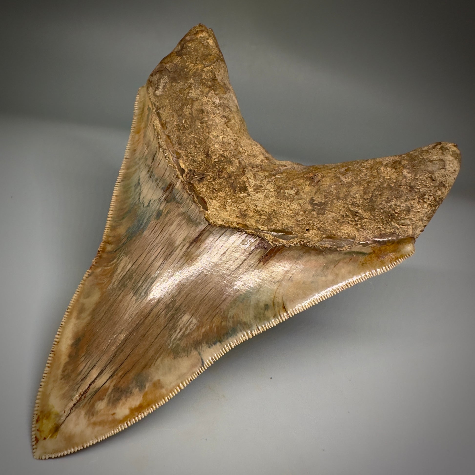 Collector's Quality 4.99" Fossil Megalodon Shark Tooth from West Java, Indonesia CM5207 - Back Right