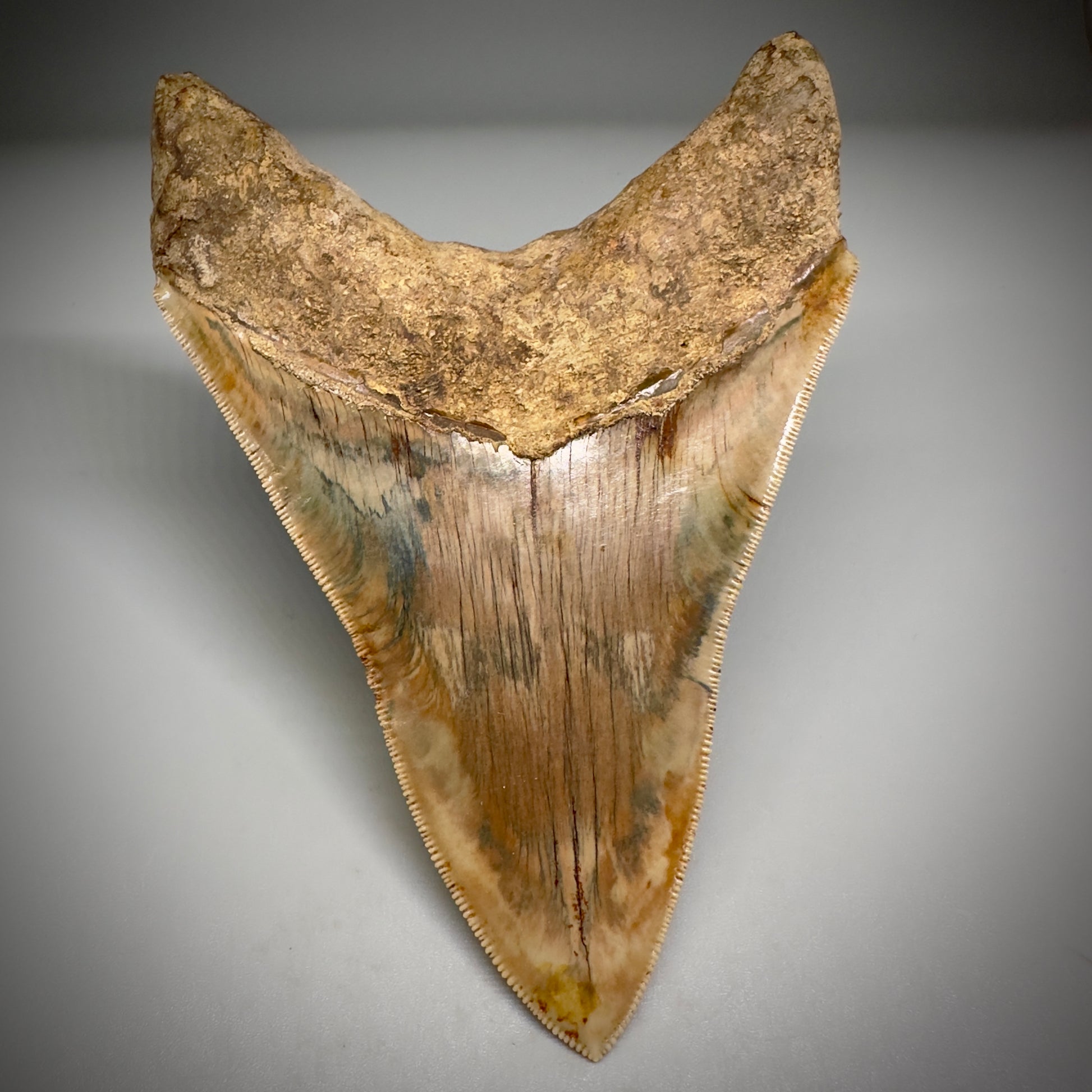 Collector's Quality 4.99" Fossil Megalodon Shark Tooth from West Java, Indonesia CM5207 - Back1