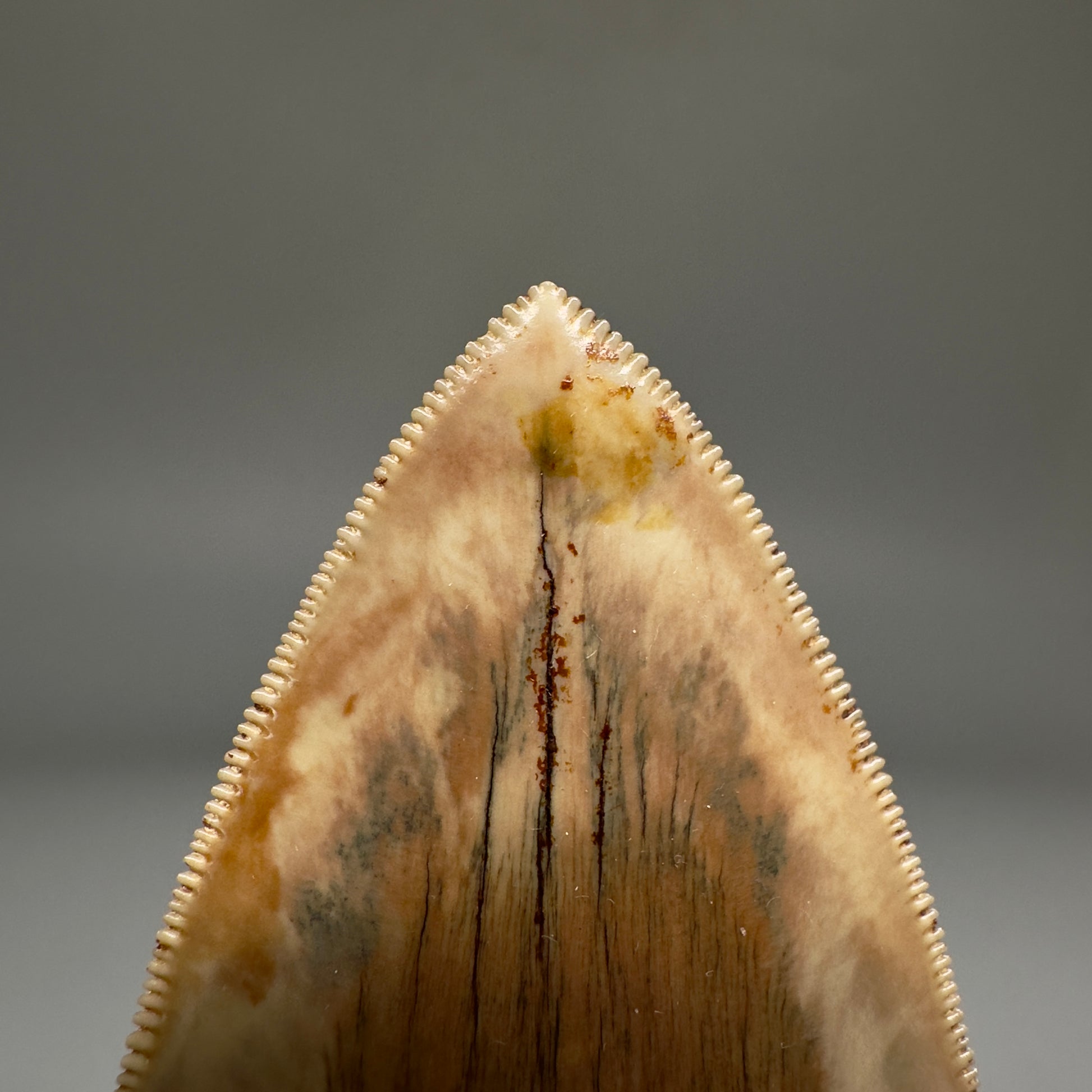 Collector's Quality 4.99" Fossil Megalodon Shark Tooth from West Java, Indonesia CM5207 - Tip detailed