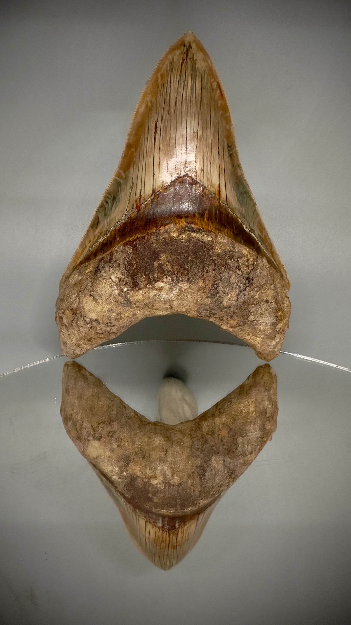 Collector's Quality 4.99" Fossil Megalodon Shark Tooth from West Java, Indonesia CM5207 - On Mirror