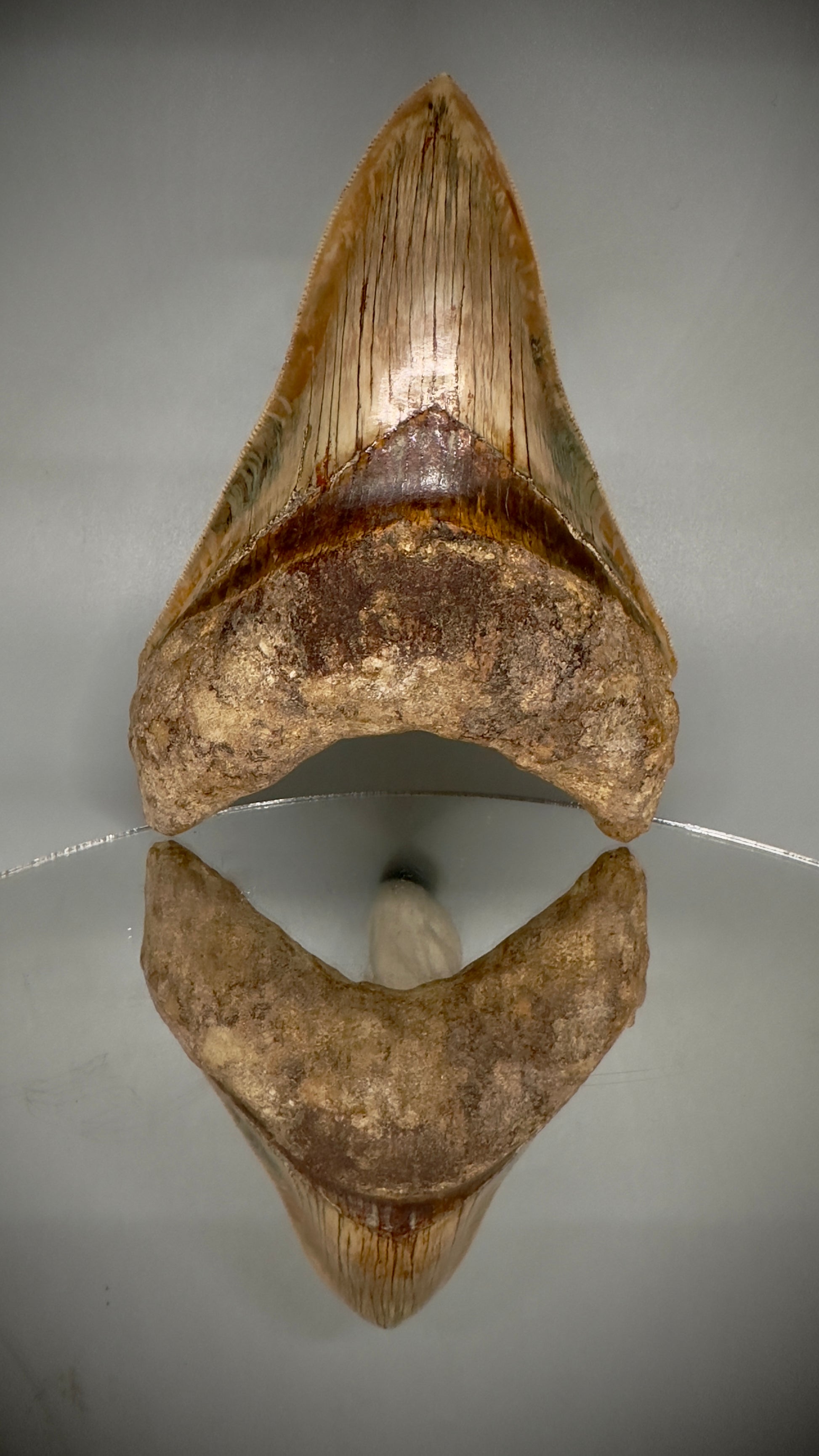 Collector's Quality 4.99" Fossil Megalodon Shark Tooth from West Java, Indonesia CM5207 - On Mirror