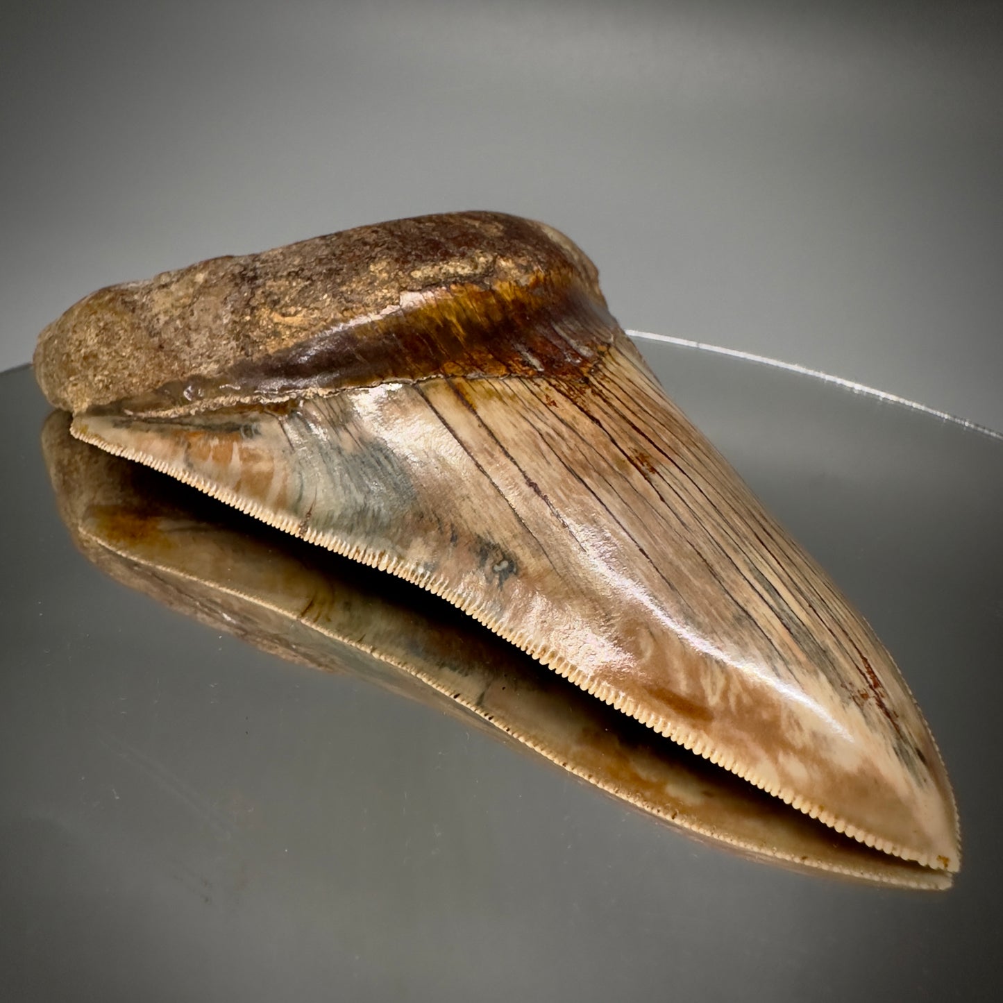 Collector's Quality 4.99" Fossil Megalodon Shark Tooth from West Java, Indonesia CM5207 - On Mirror2