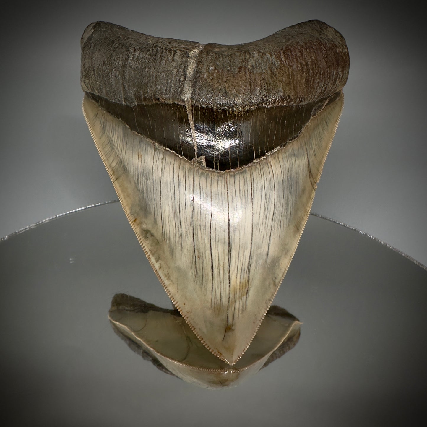 Collector's Quality GEM 5.12" Fossil Megalodon Shark Tooth from West Java, Indonesia CM5208 - Front on mirror