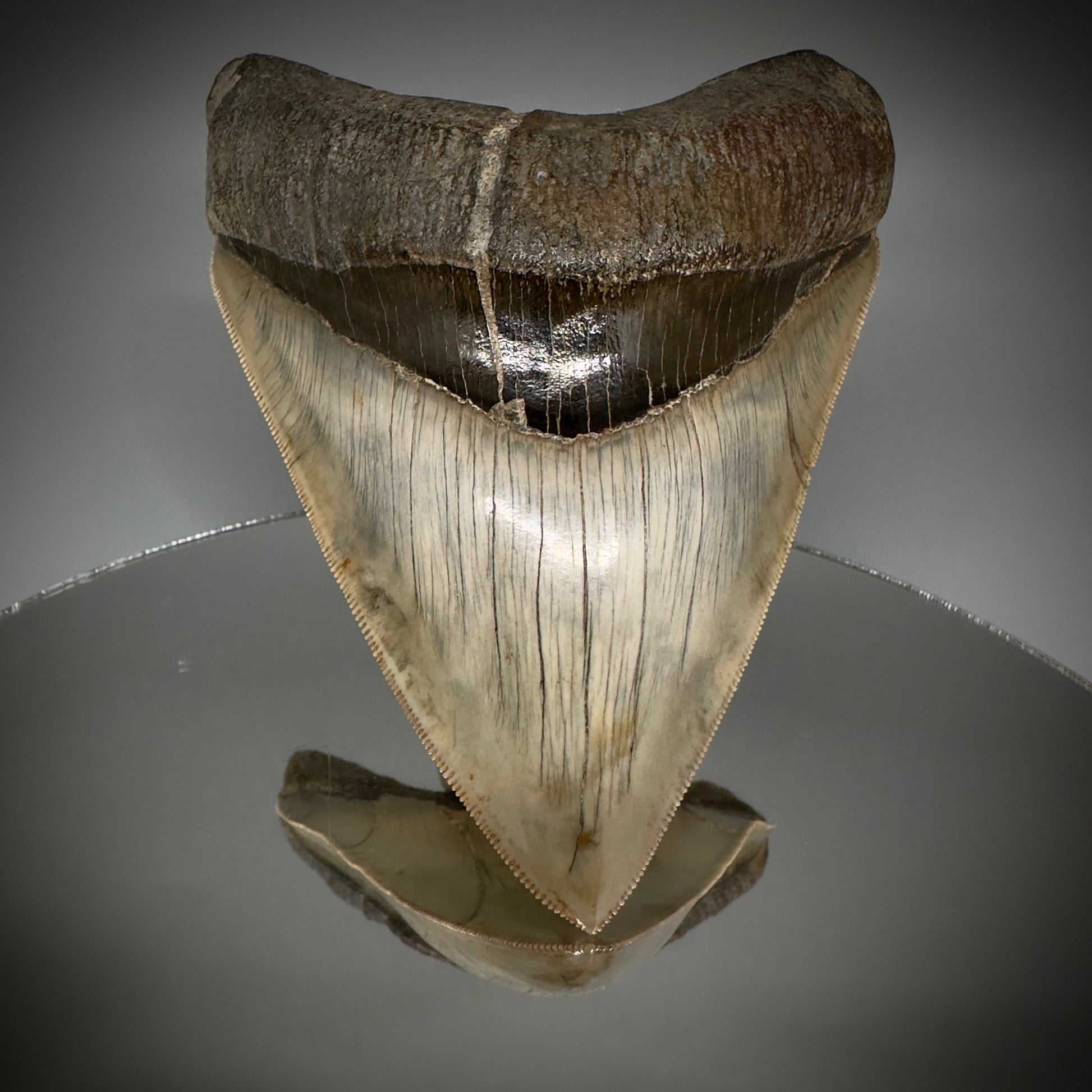 Collector's Quality GEM 5.12" Fossil Megalodon Shark Tooth from West Java, Indonesia CM5208 - Front on mirror