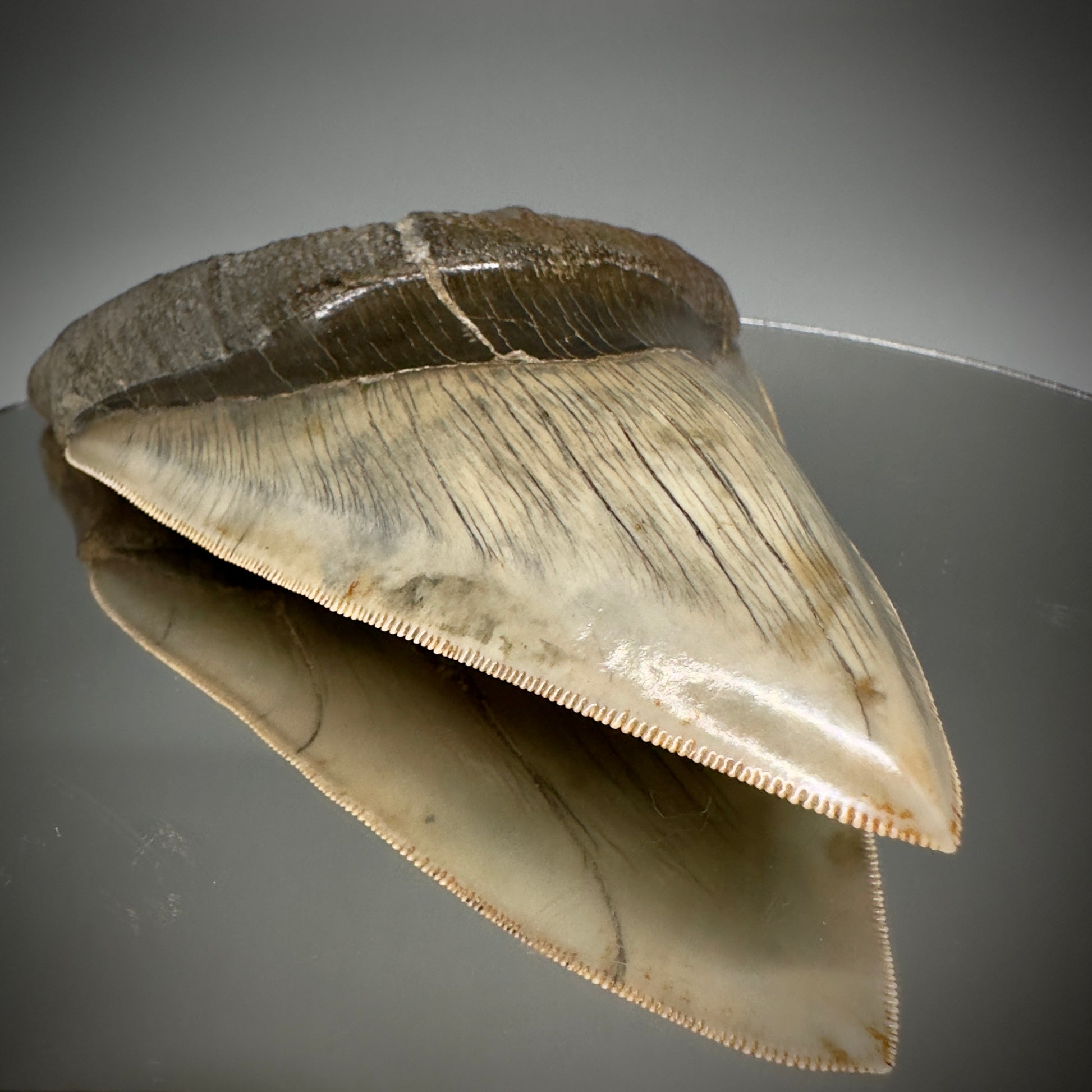 Collector's Quality GEM 5.12" Fossil Megalodon Shark Tooth from West Java, Indonesia CM5208 - Front on Mirror, detail of tip