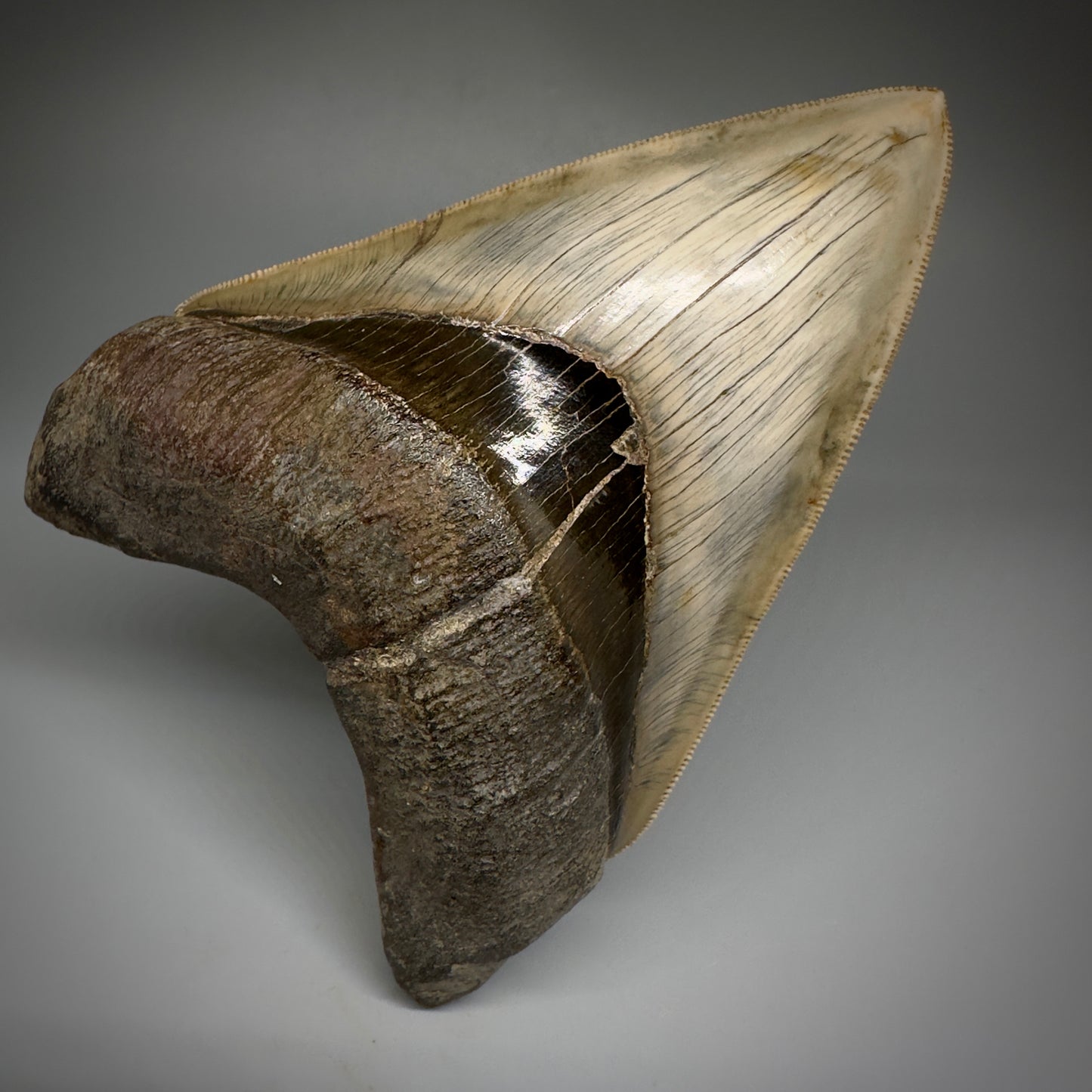 Collector's Quality GEM 5.12" Fossil Megalodon Shark Tooth from West Java, Indonesia CM5208 - Front1
