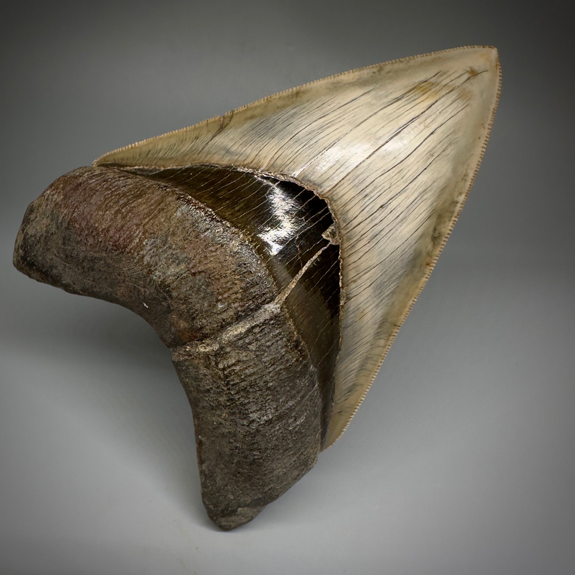 Collector's Quality GEM 5.12" Fossil Megalodon Shark Tooth from West Java, Indonesia CM5208 - Front1