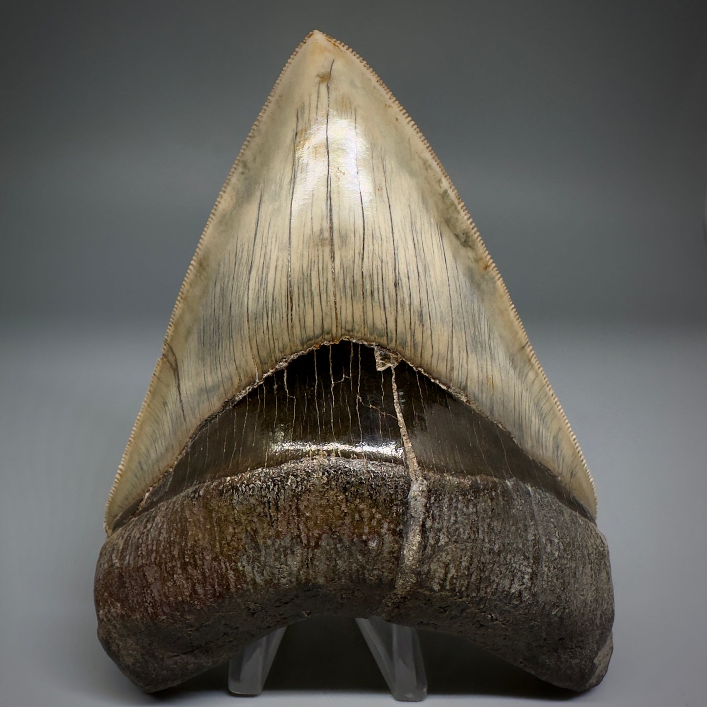 Collector's Quality GEM 5.12" Fossil Megalodon Shark Tooth from West Java, Indonesia CM5208 - Front