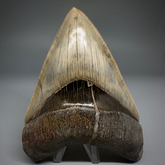 Collector's Quality GEM 5.12" Fossil Megalodon Shark Tooth from West Java, Indonesia CM5208 - Front