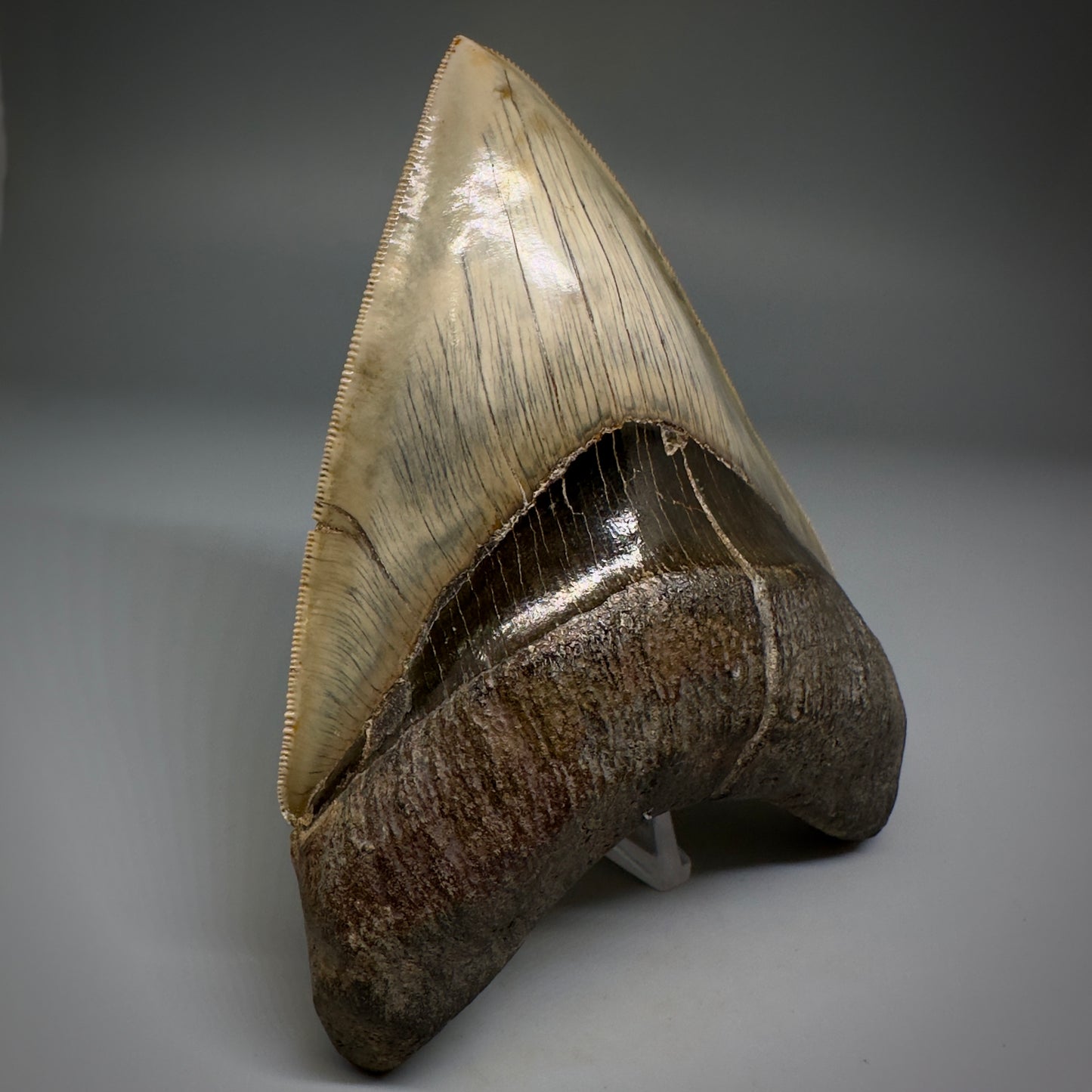 Collector's Quality GEM 5.12" Fossil Megalodon Shark Tooth from West Java, Indonesia CM5208 - Front2