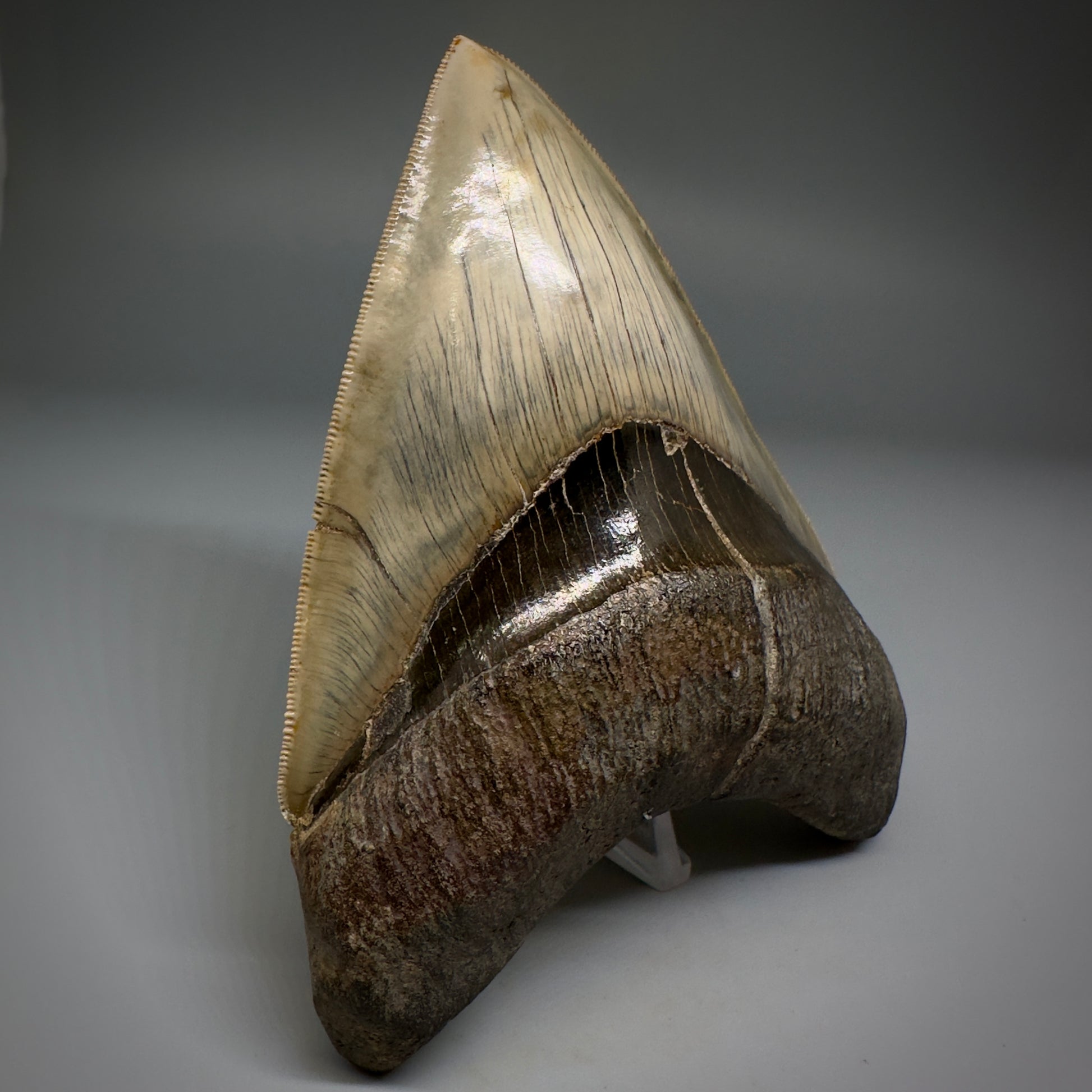 Collector's Quality GEM 5.12" Fossil Megalodon Shark Tooth from West Java, Indonesia CM5208 - Front2